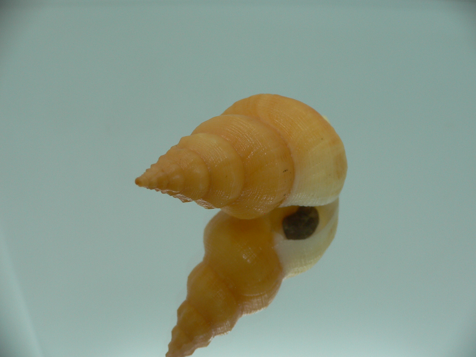 Siphonofusus lubricus ORANGE & BIG
