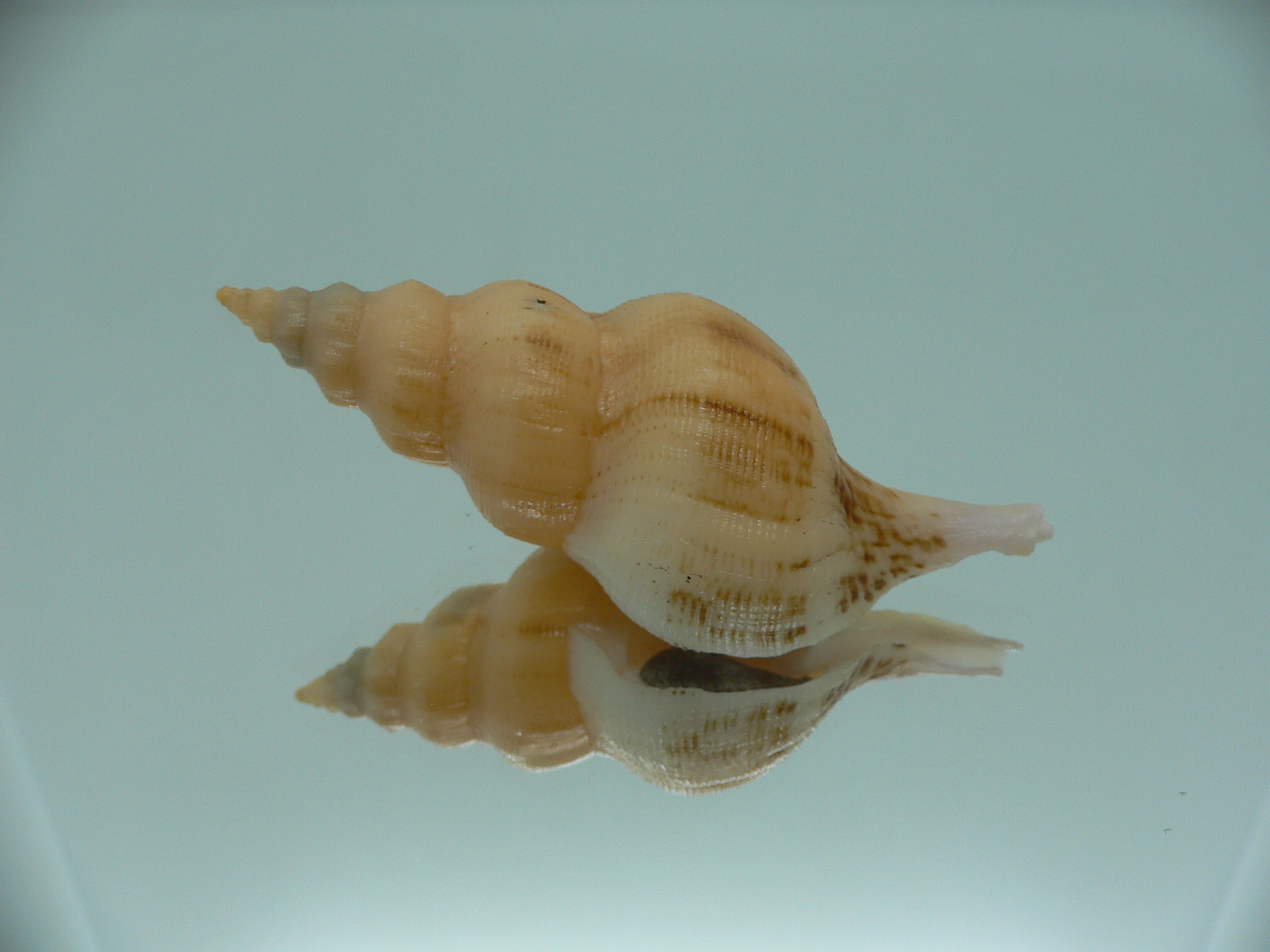 Siphonofusus lubricus BIG & CREAM