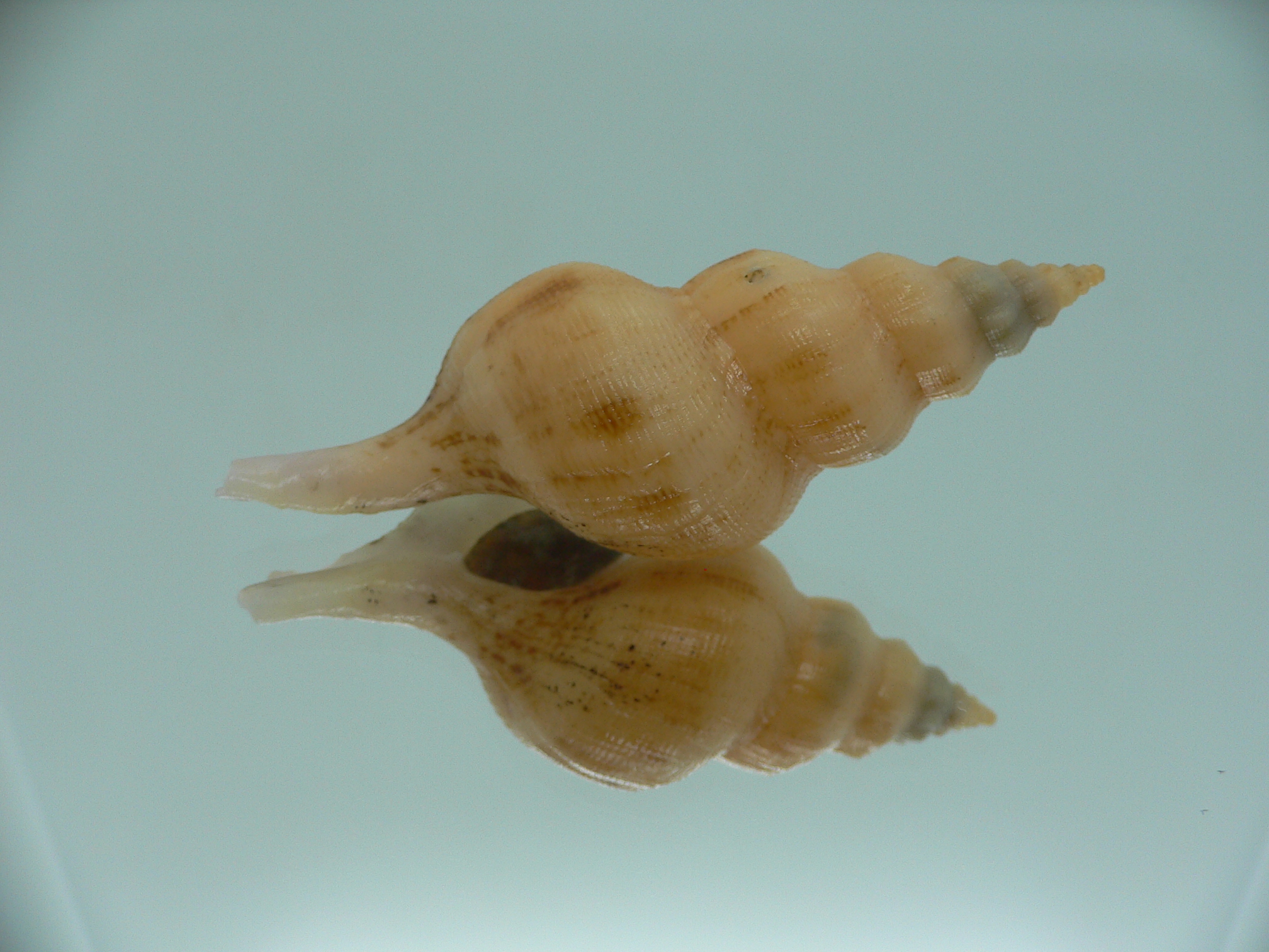 Siphonofusus lubricus BIG & CREAM