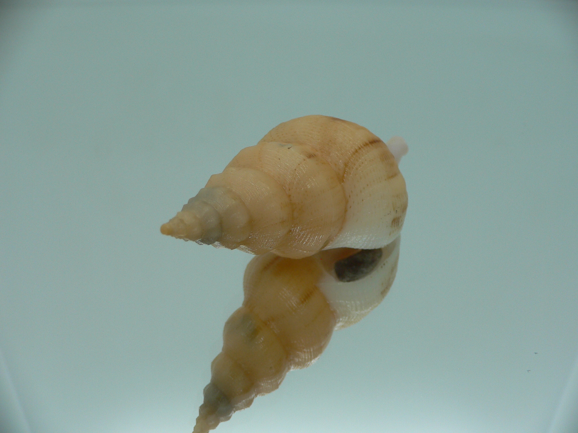Siphonofusus lubricus BIG & CREAM