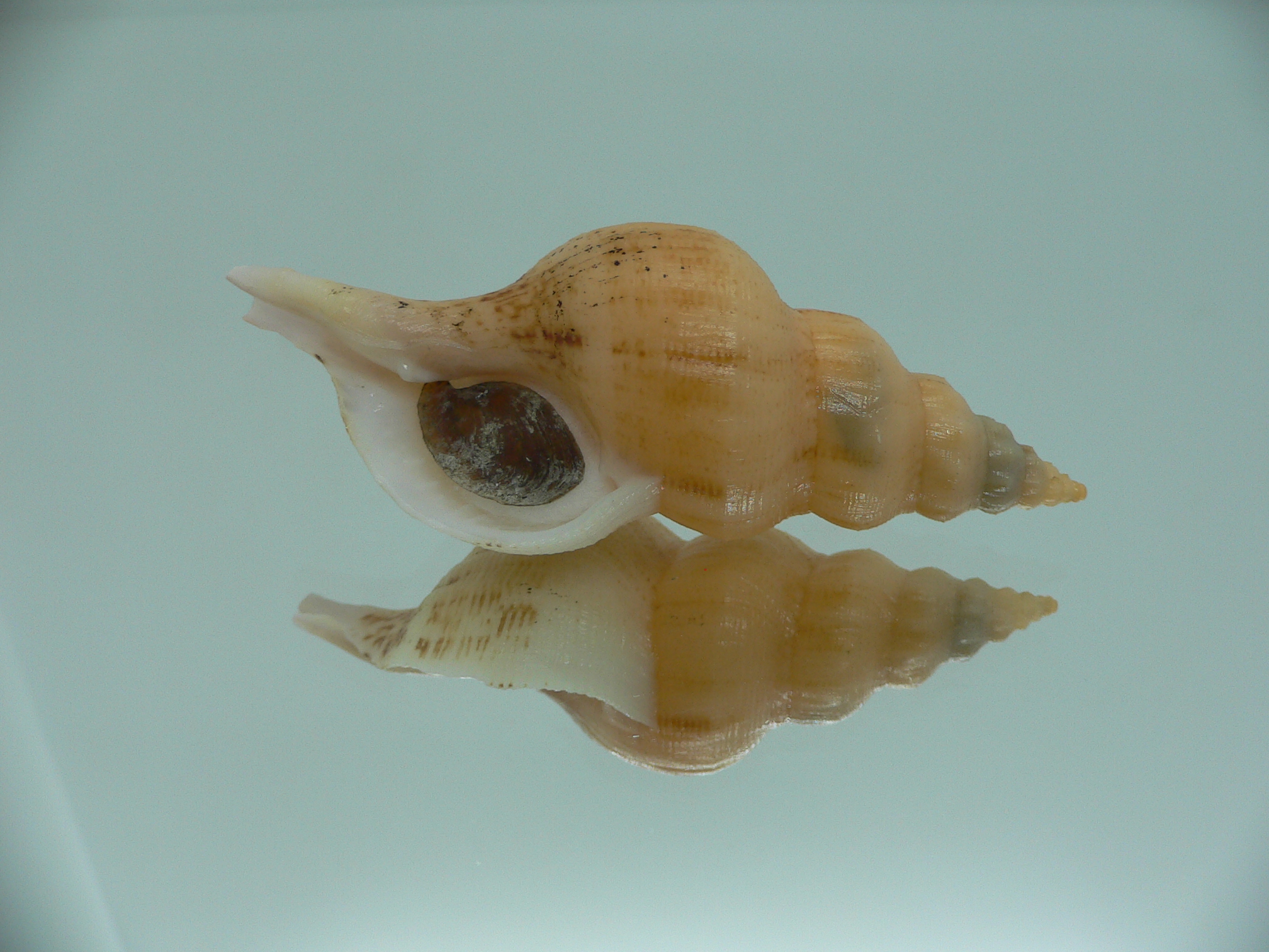 Siphonofusus lubricus BIG & CREAM
