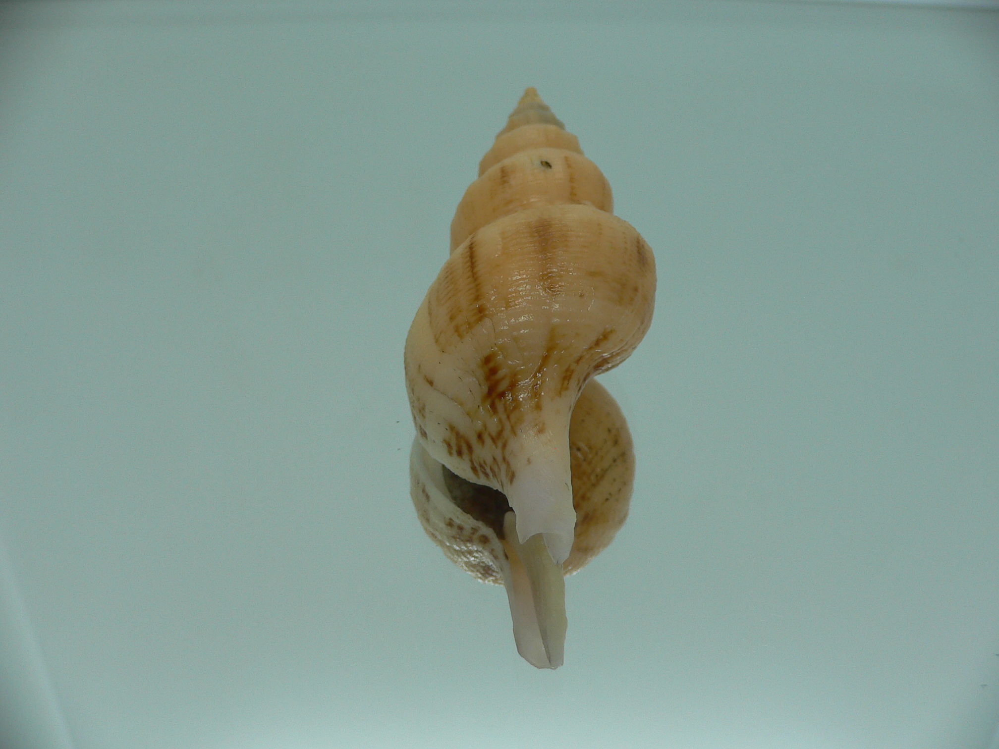Siphonofusus lubricus BIG & CREAM