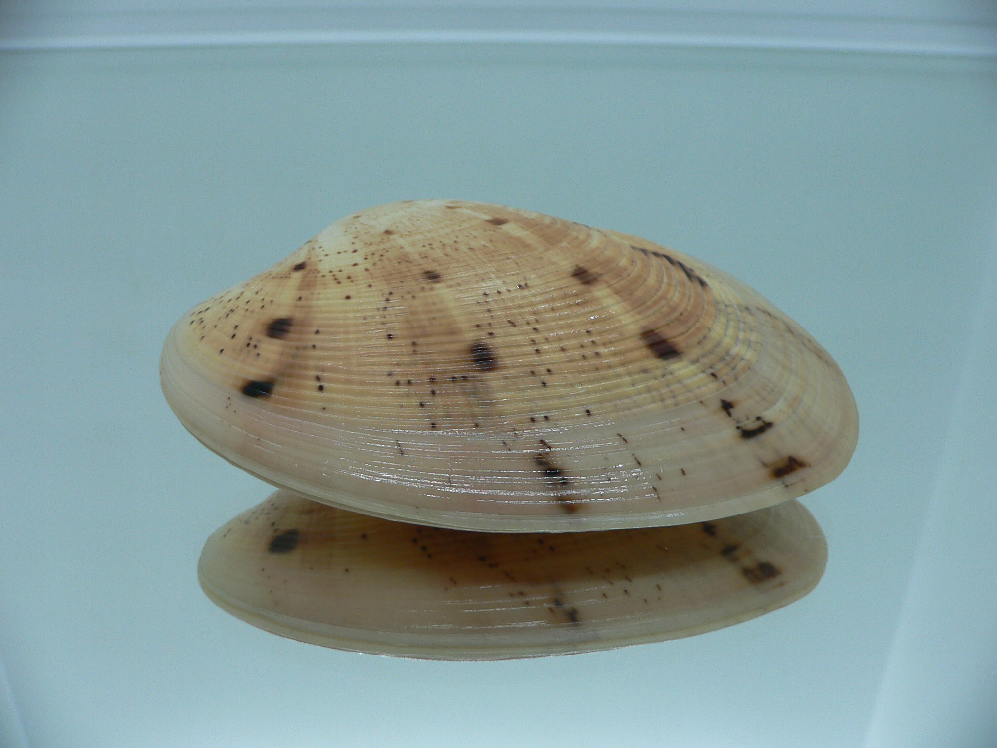 Tapes literatus BIG & WIDE