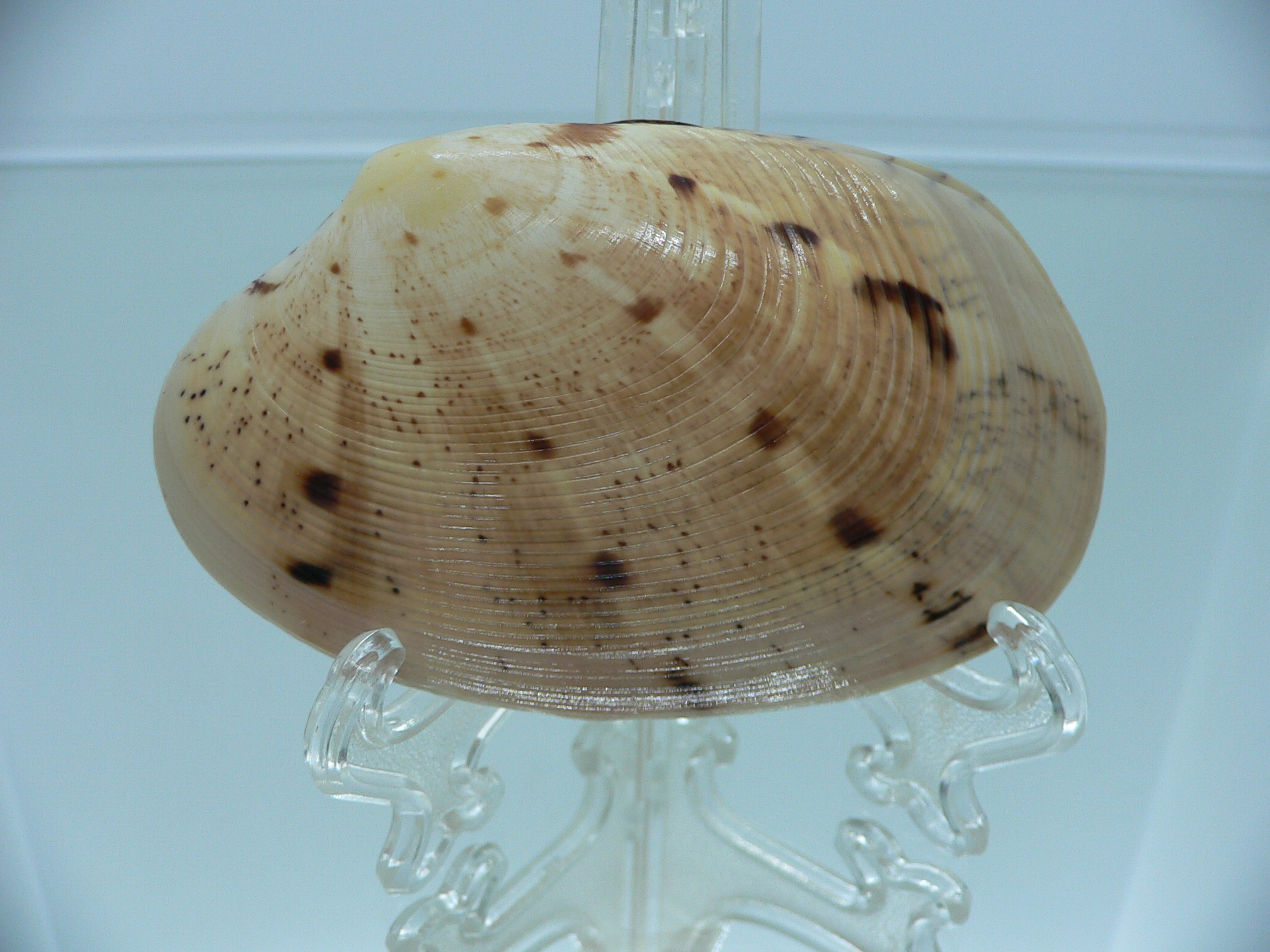 Tapes literatus BIG & WIDE