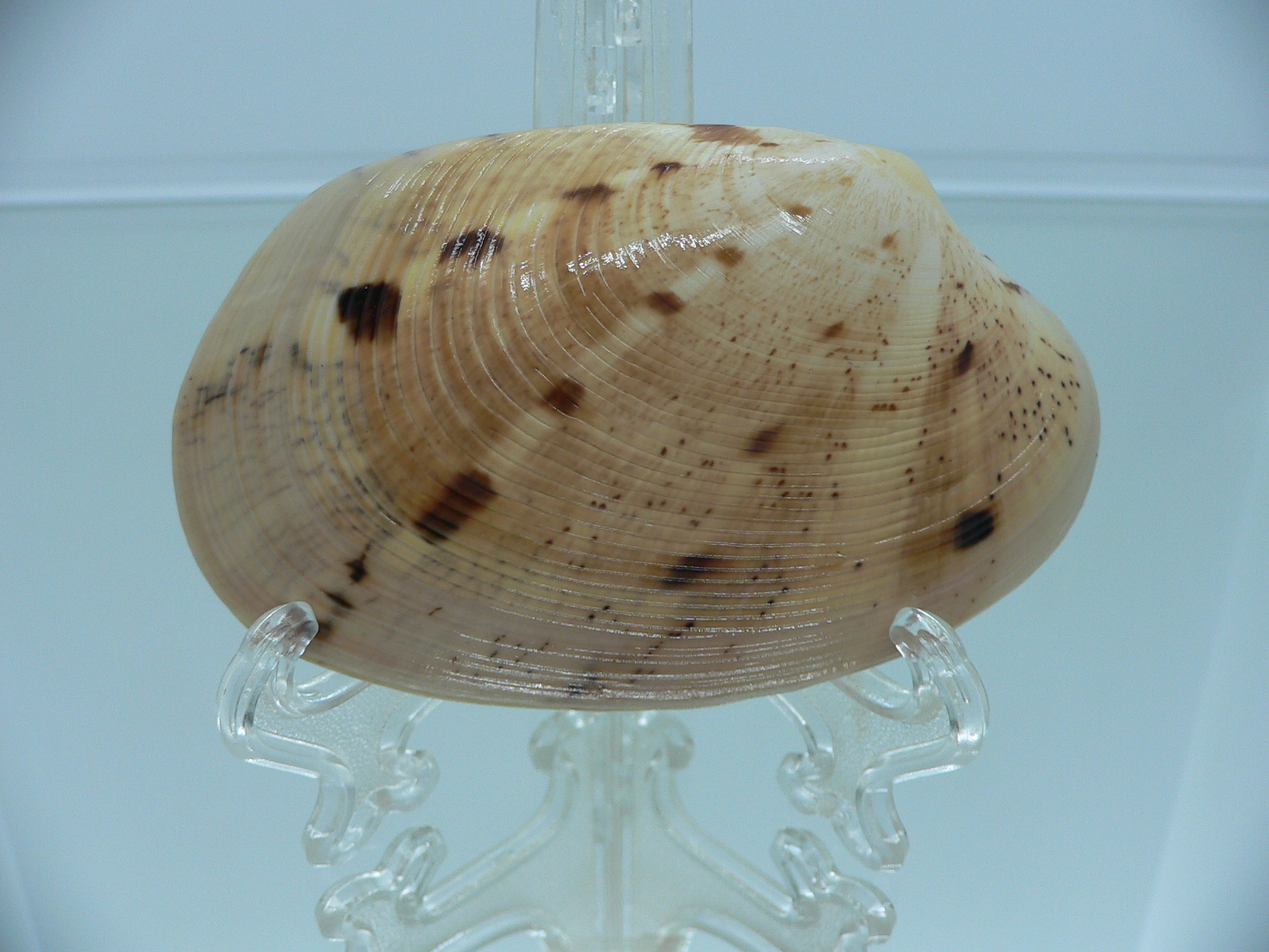 Tapes literatus BIG & WIDE