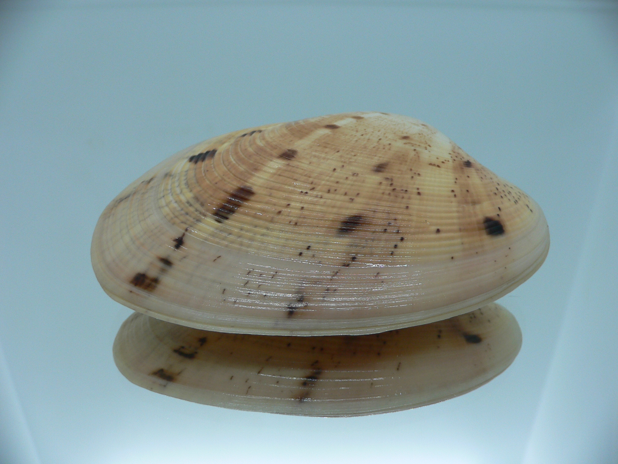 Tapes literatus BIG & WIDE