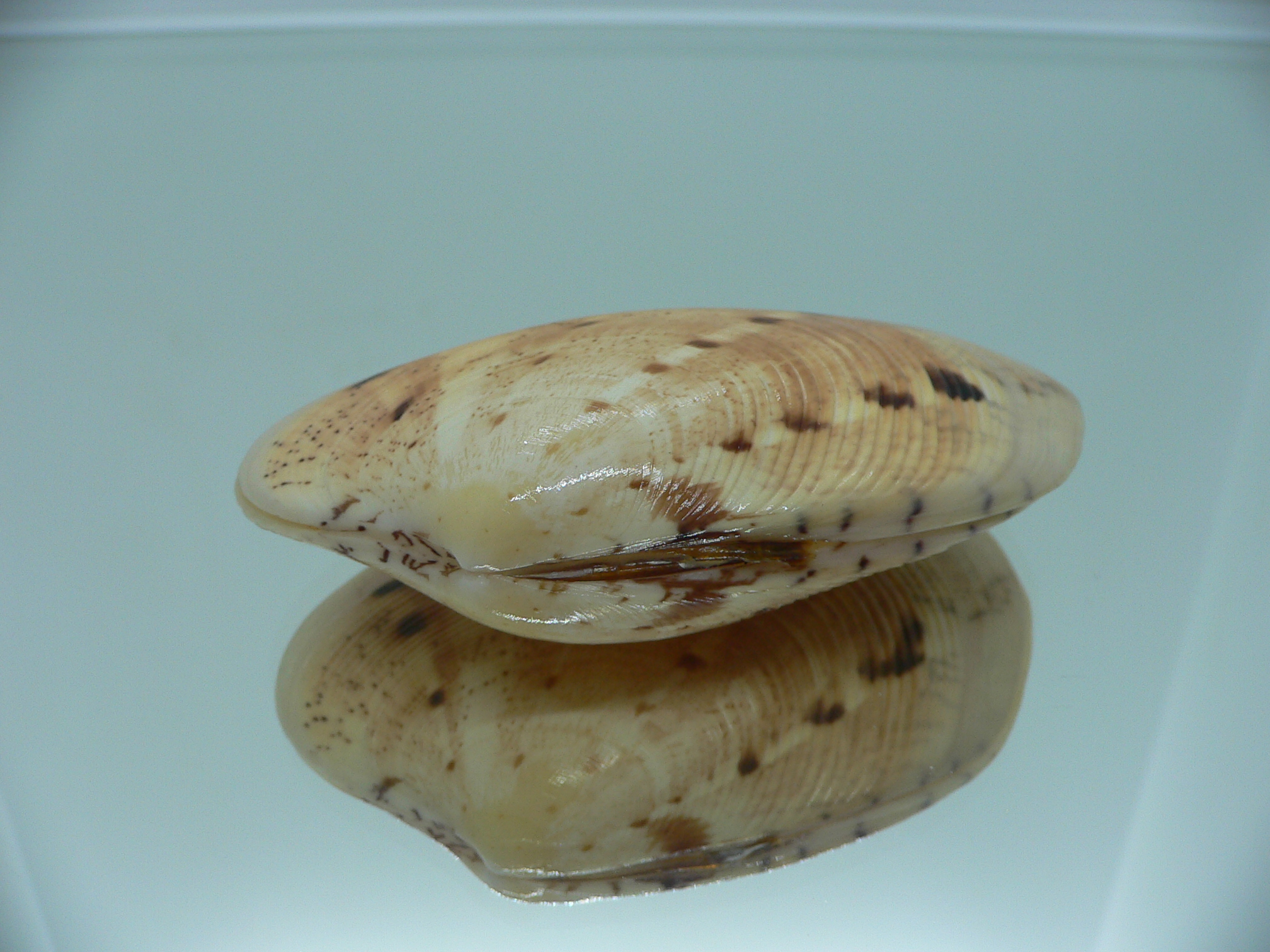 Tapes literatus BIG & WIDE