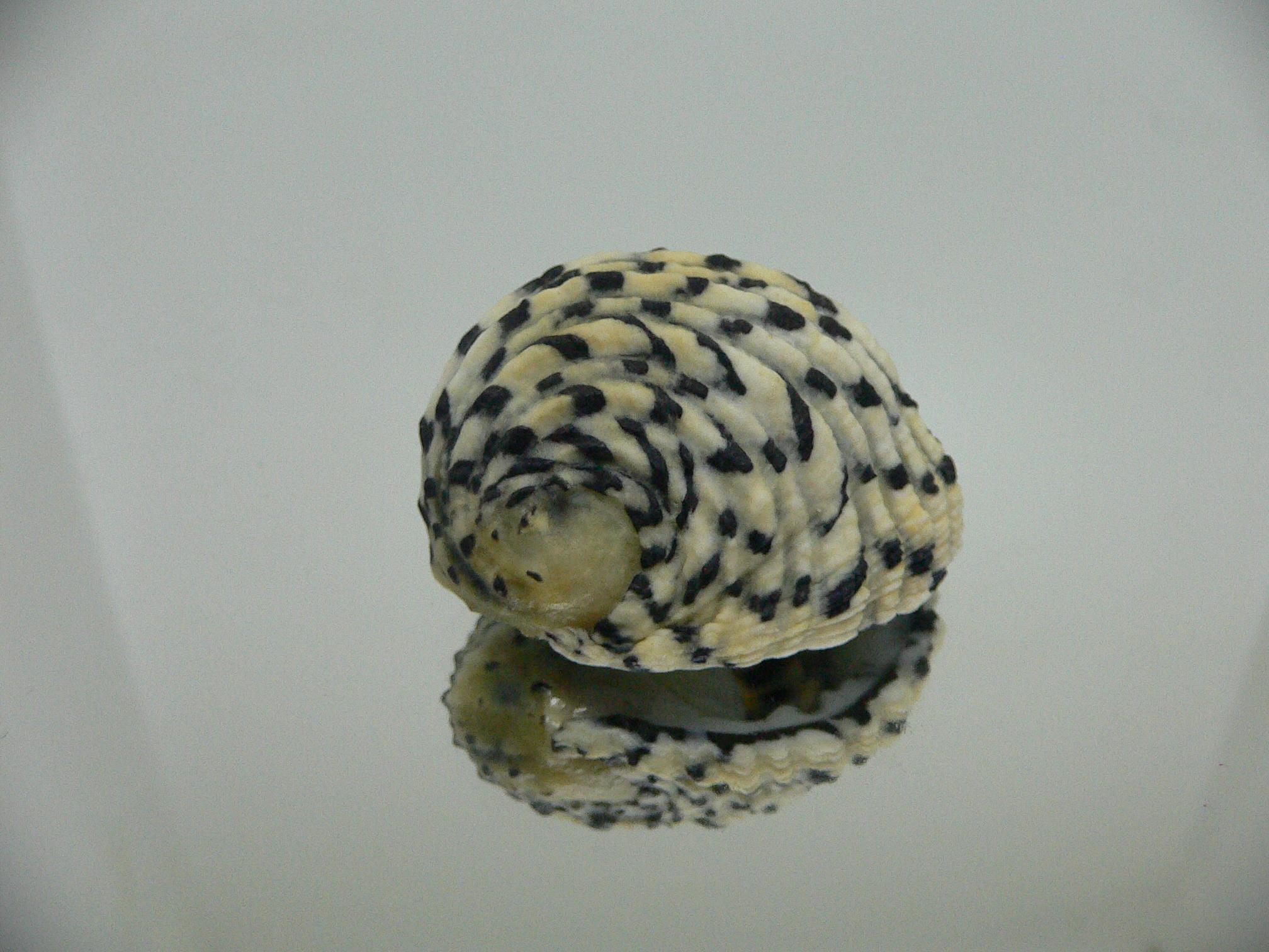 Nerita textilis BIG