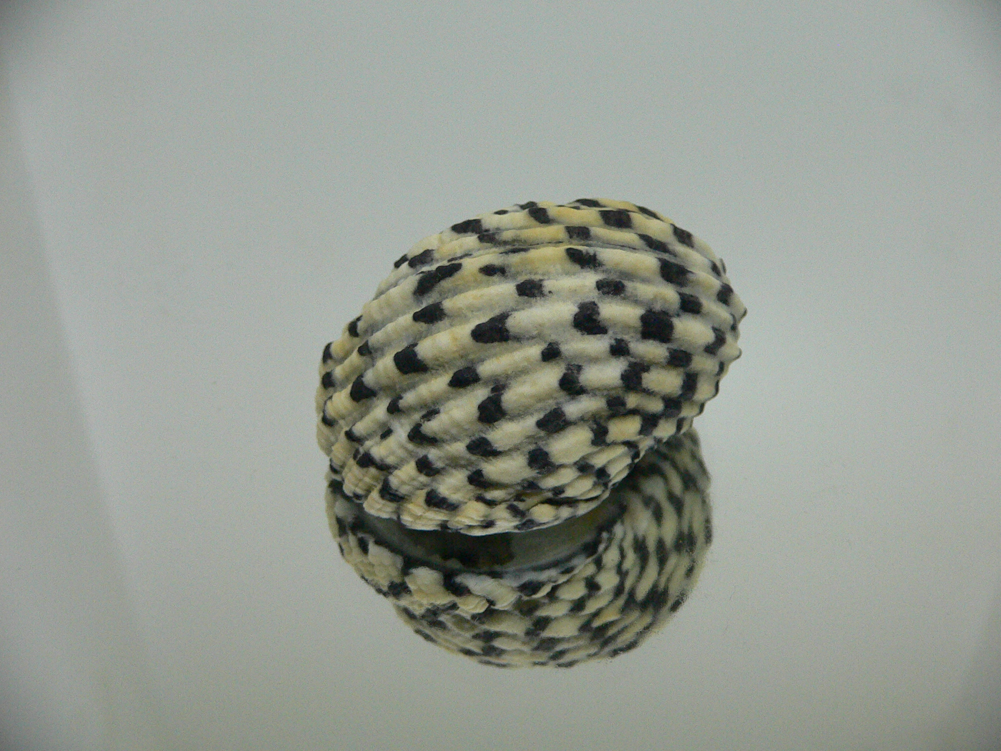 Nerita textilis BIG