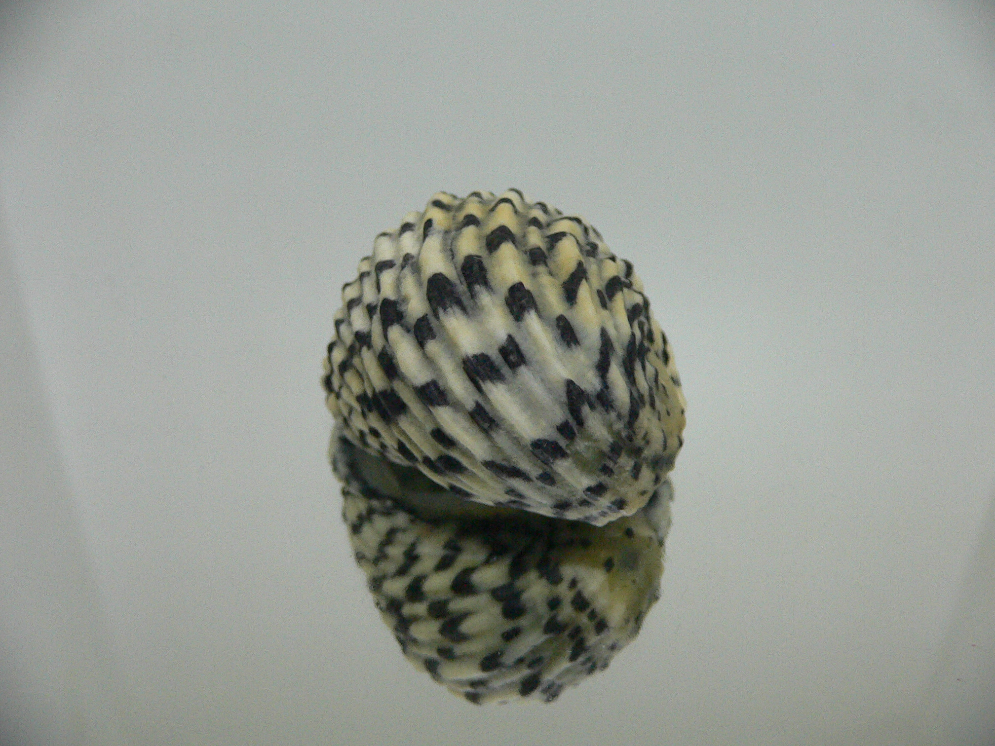 Nerita textilis BIG