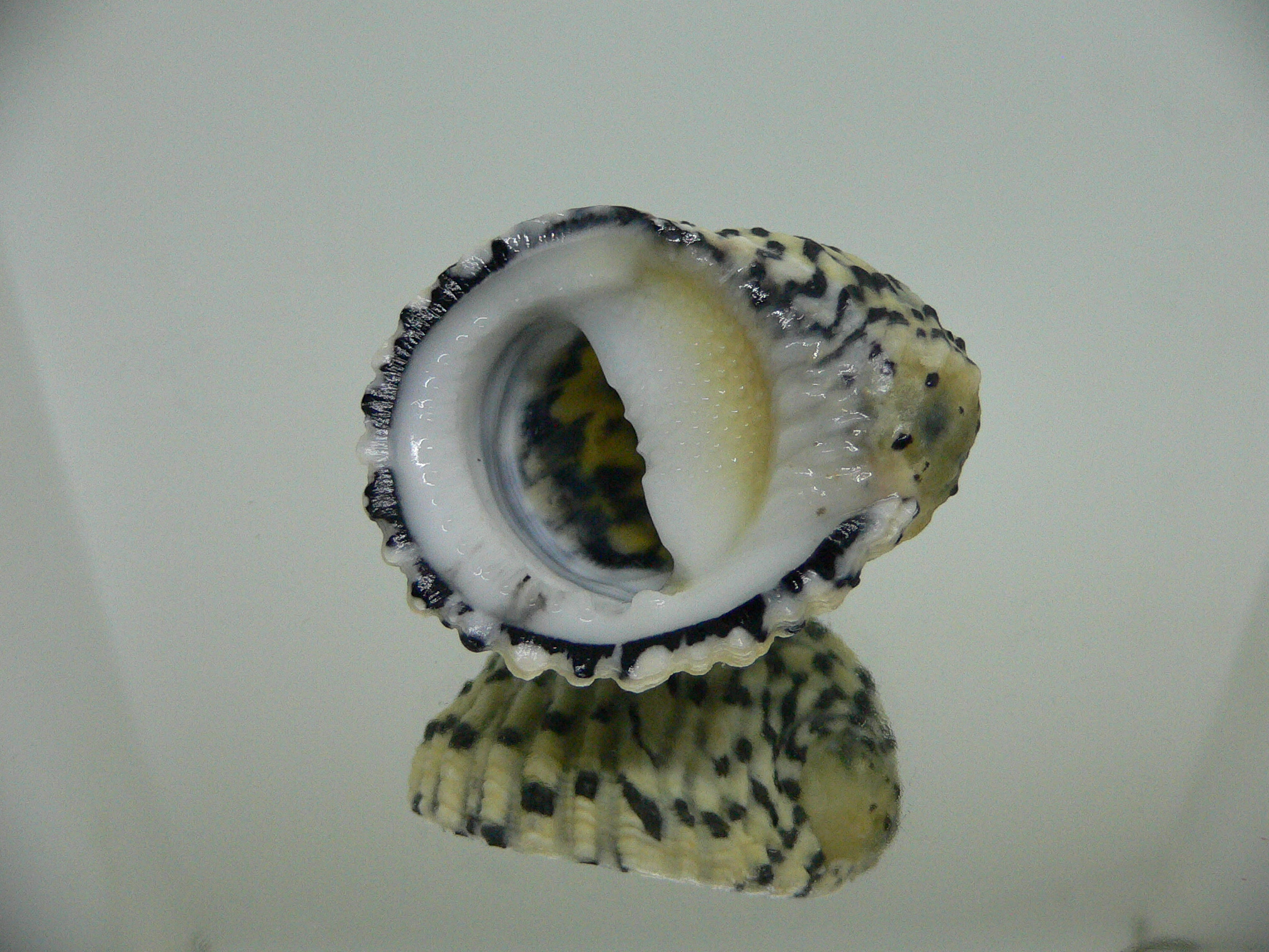 Nerita textilis BIG