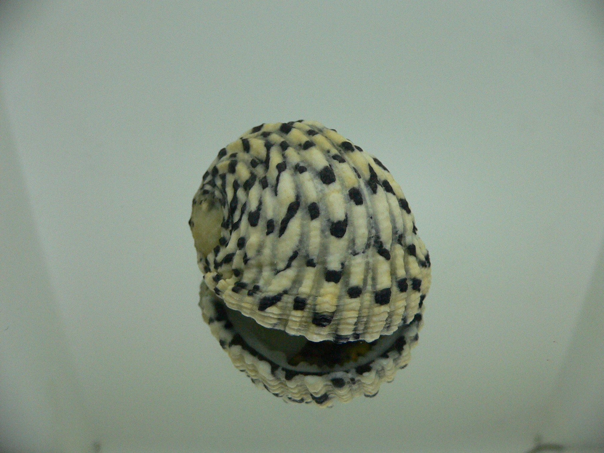 Nerita textilis BIG