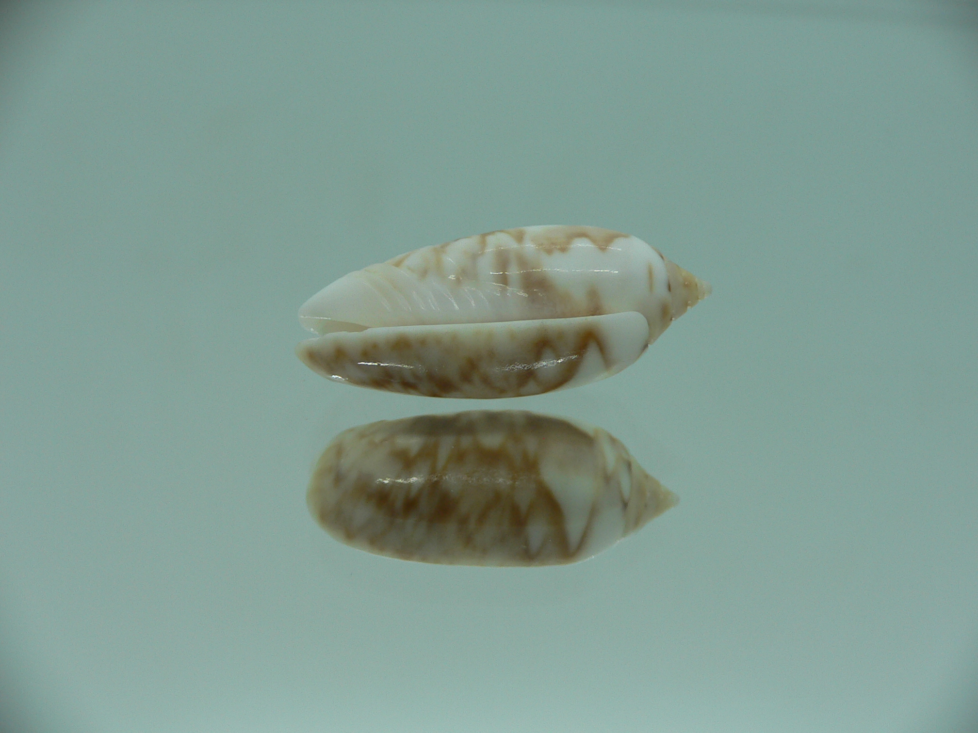 Oliva flammulata flammulata SUPER COLOR