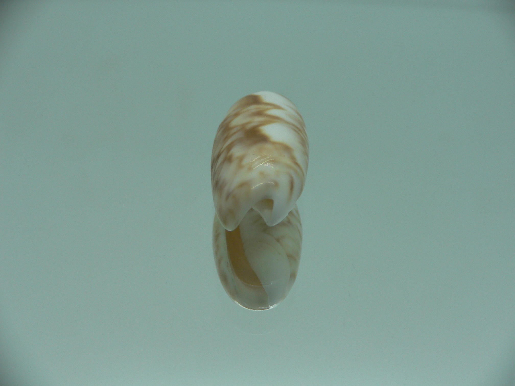 Oliva flammulata flammulata SUPER COLOR