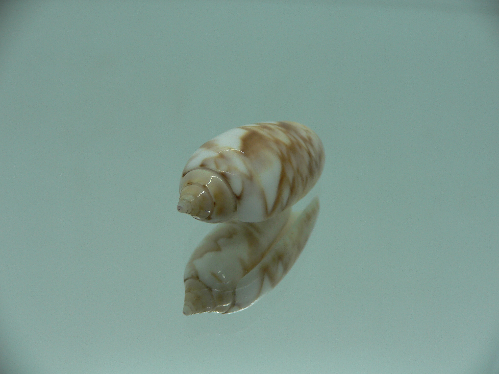 Oliva flammulata flammulata SUPER COLOR