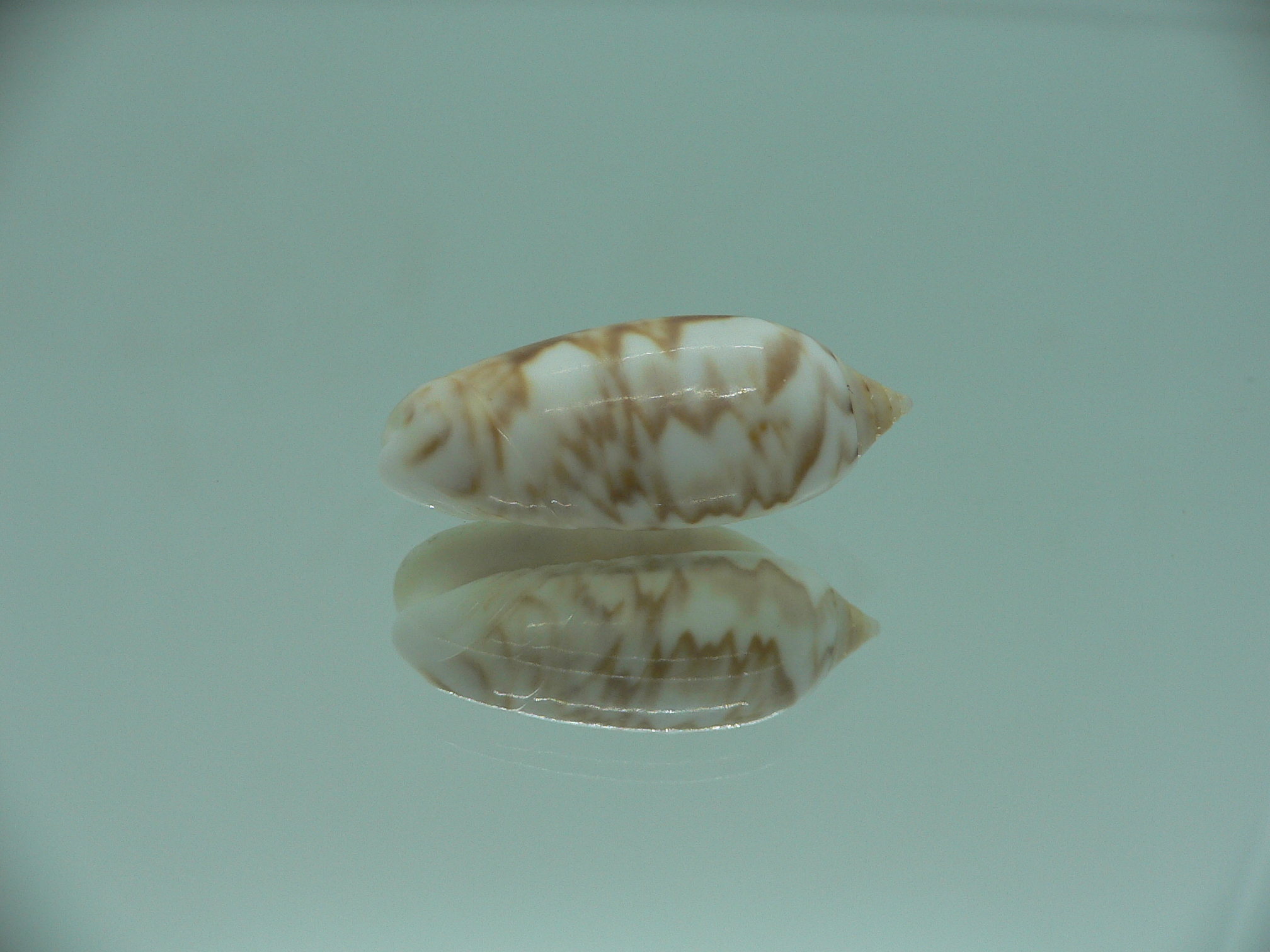 Oliva flammulata flammulata SUPER COLOR