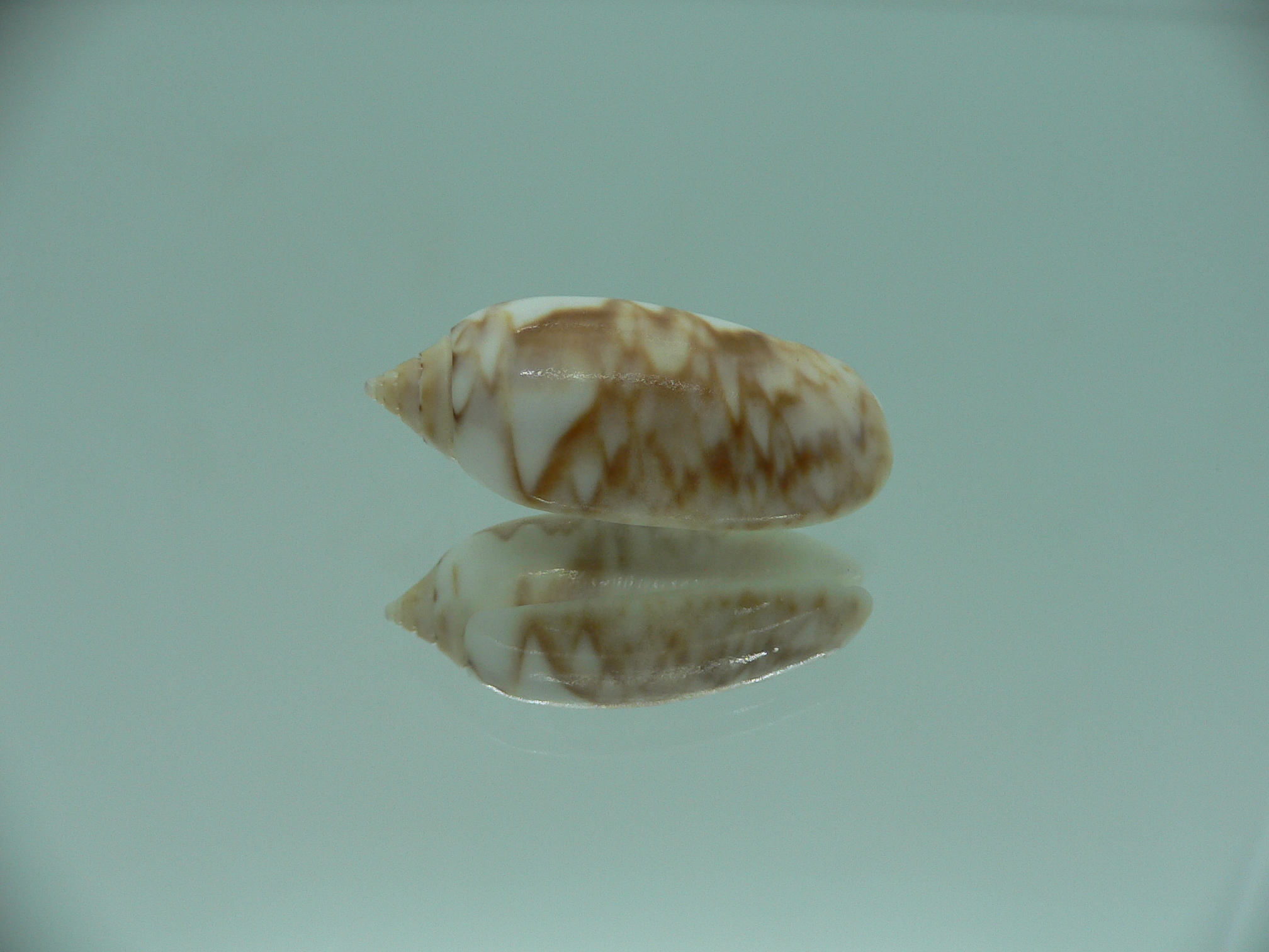 Oliva flammulata flammulata SUPER COLOR