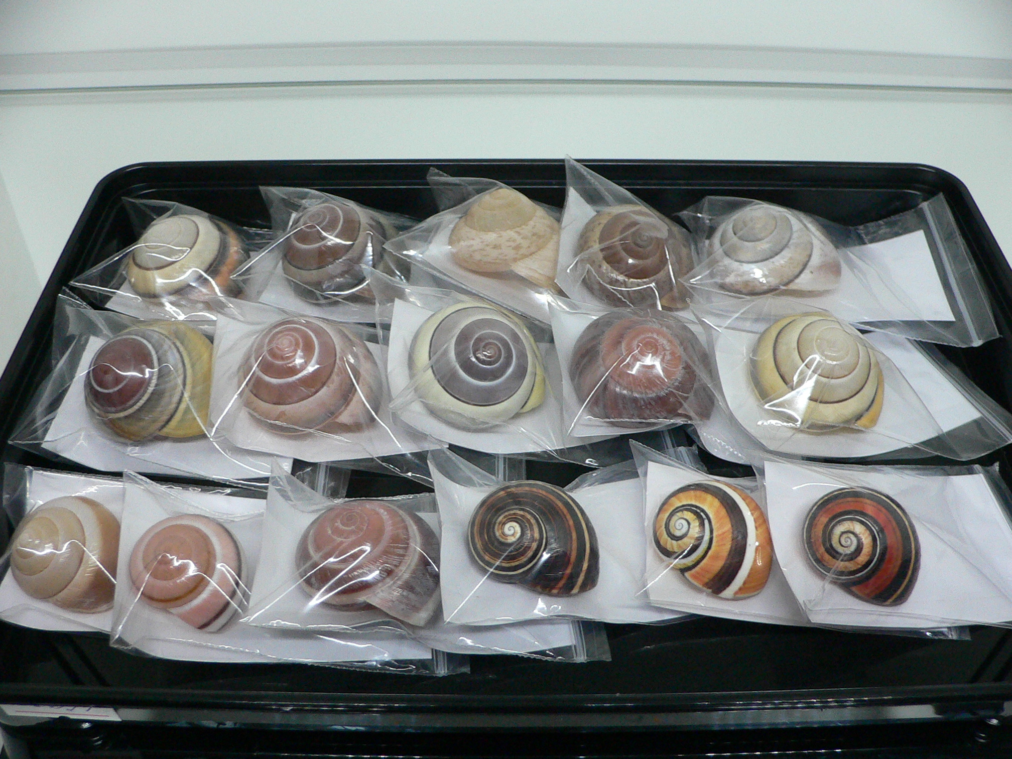 Polymita picta picta RARE & ENDEMIC & STRIPED