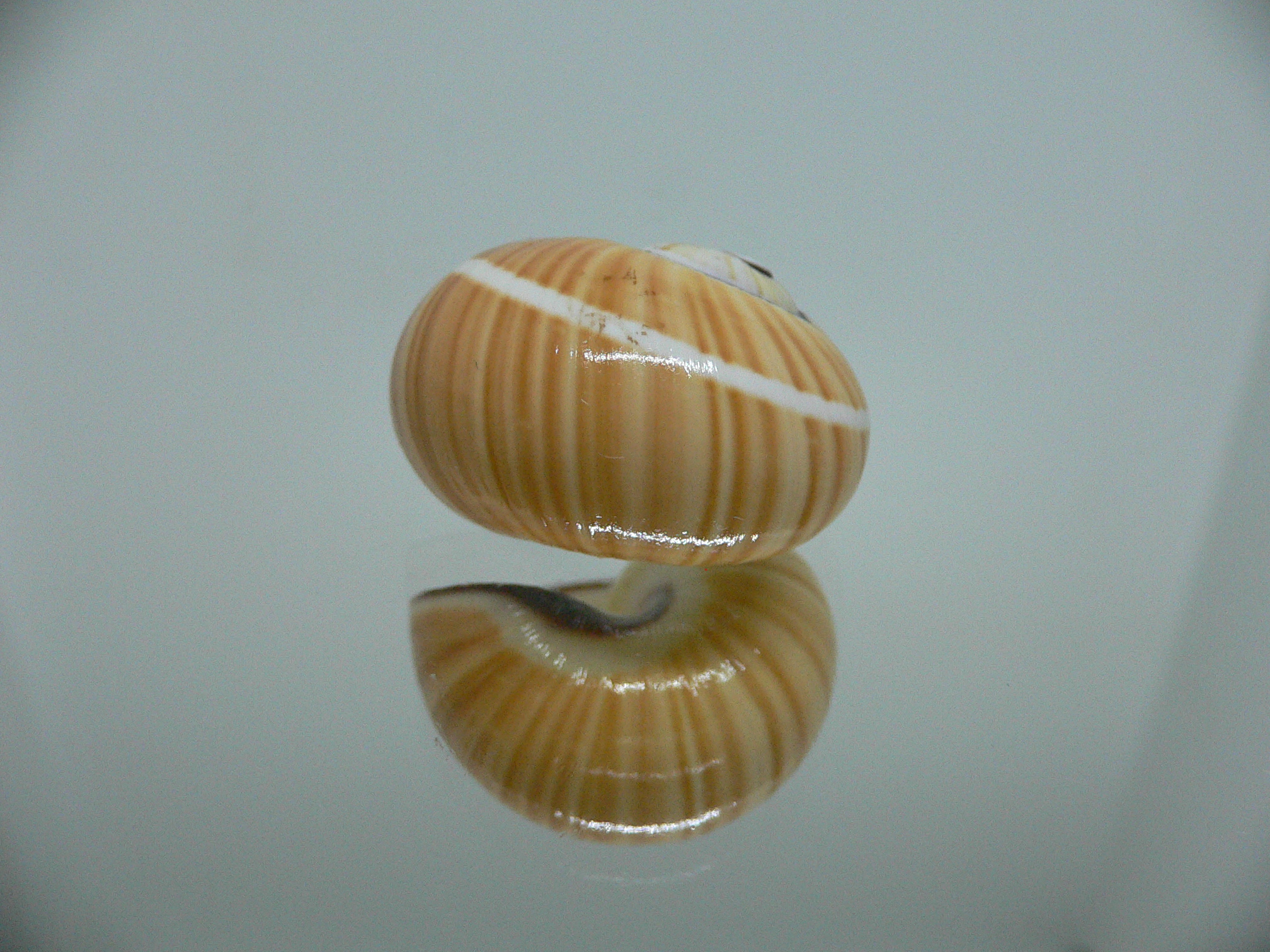 Polymita picta picta RARE & ENDEMIC & STRIPED