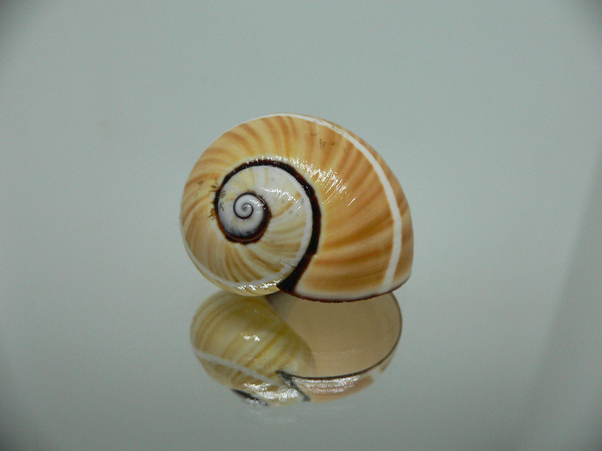 Polymita picta picta RARE & ENDEMIC & STRIPED