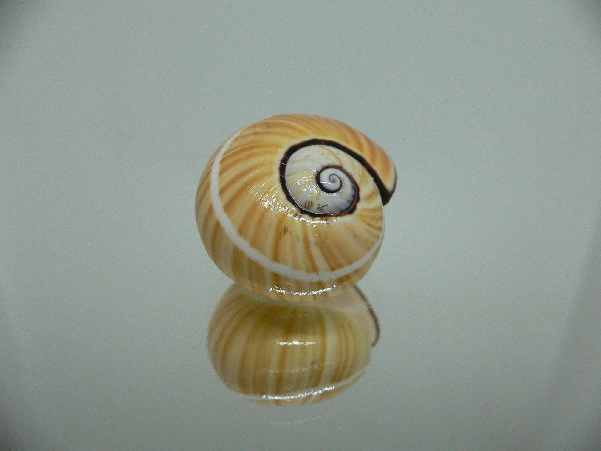 Polymita picta picta RARE & ENDEMIC & STRIPED