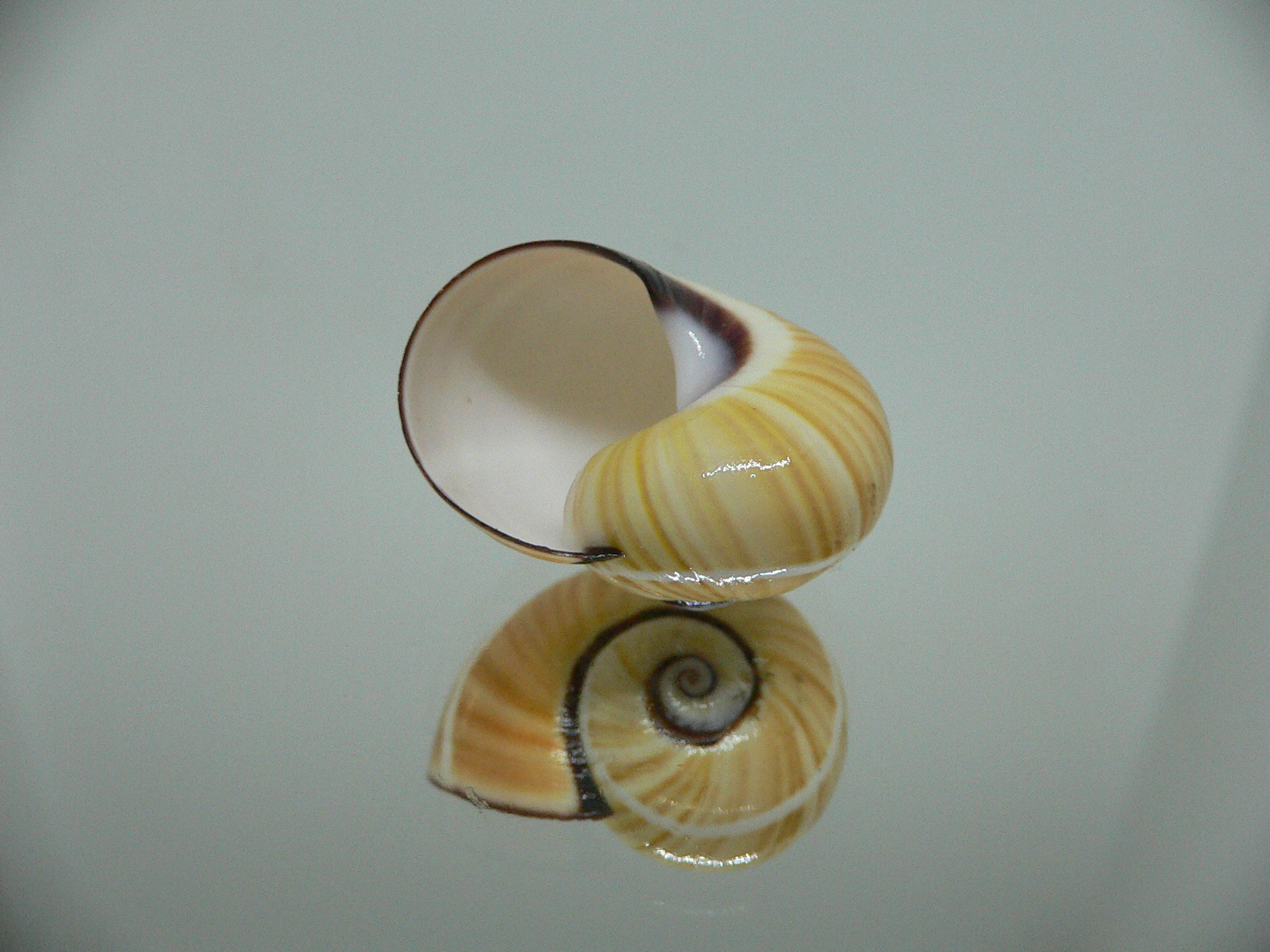 Polymita picta picta RARE & ENDEMIC & STRIPED