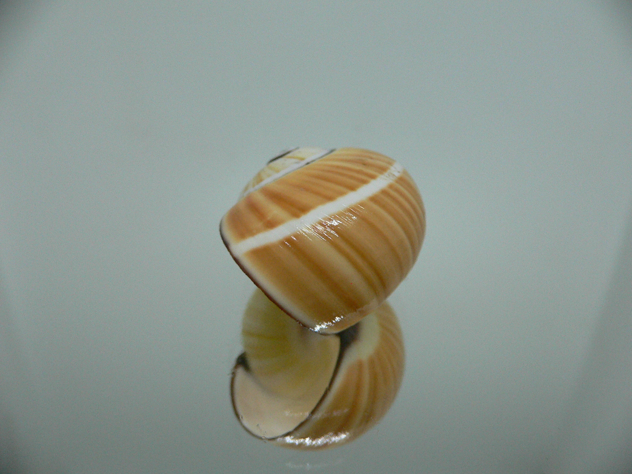 Polymita picta picta RARE & ENDEMIC & STRIPED