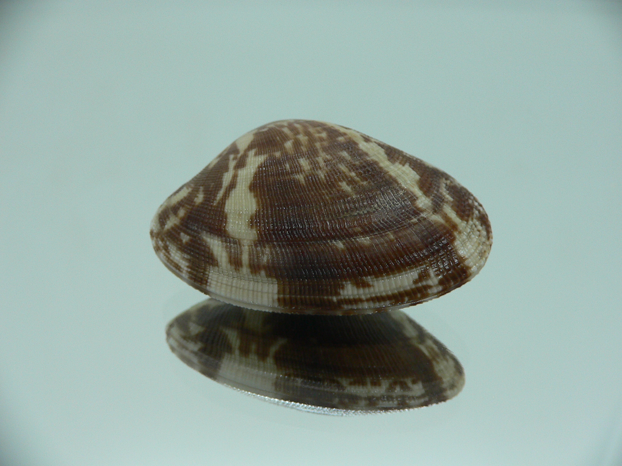 Venerupis aspera BIG & CONTRAST