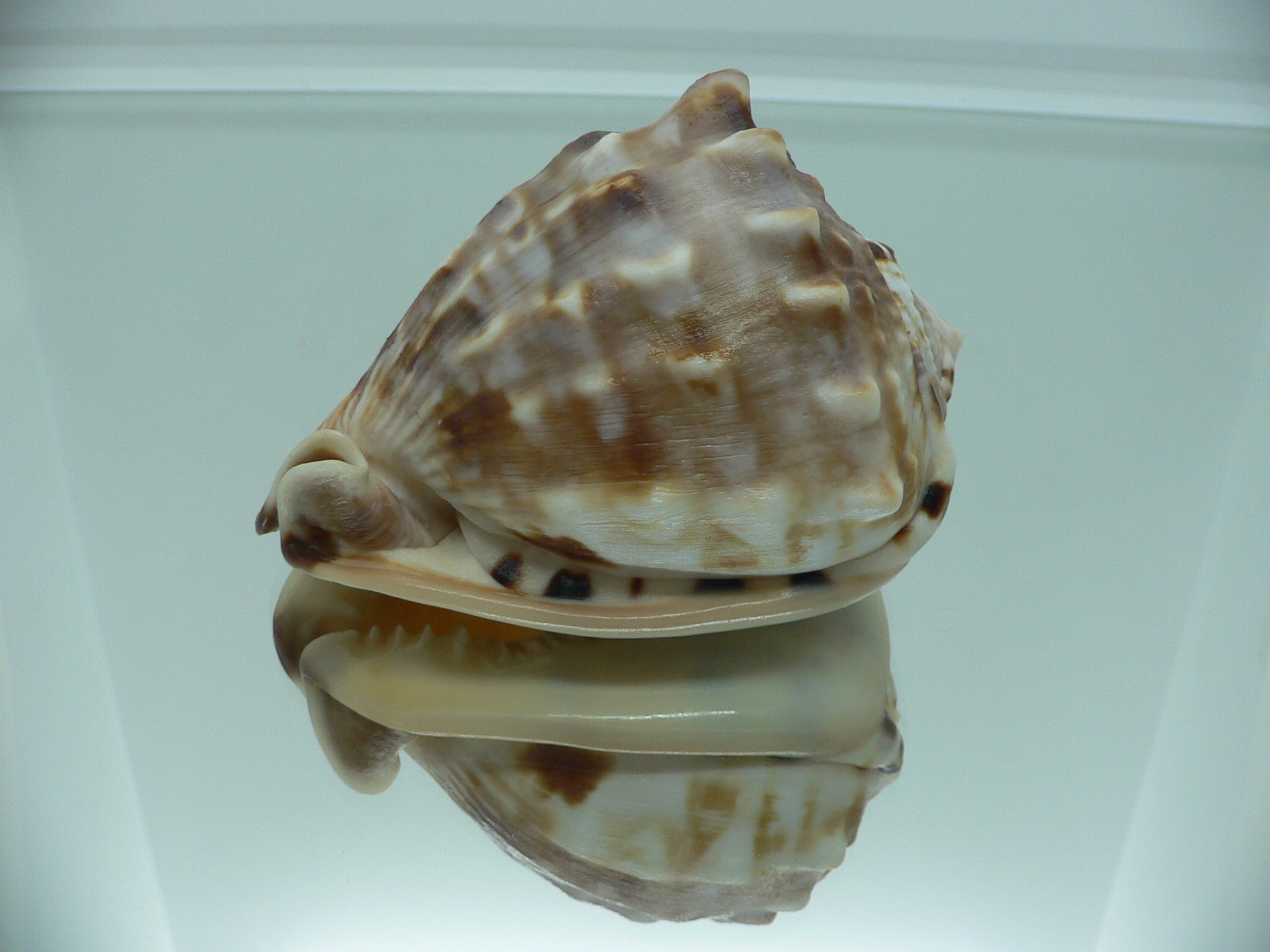 Cassis flammea VERY GOOD SIZE