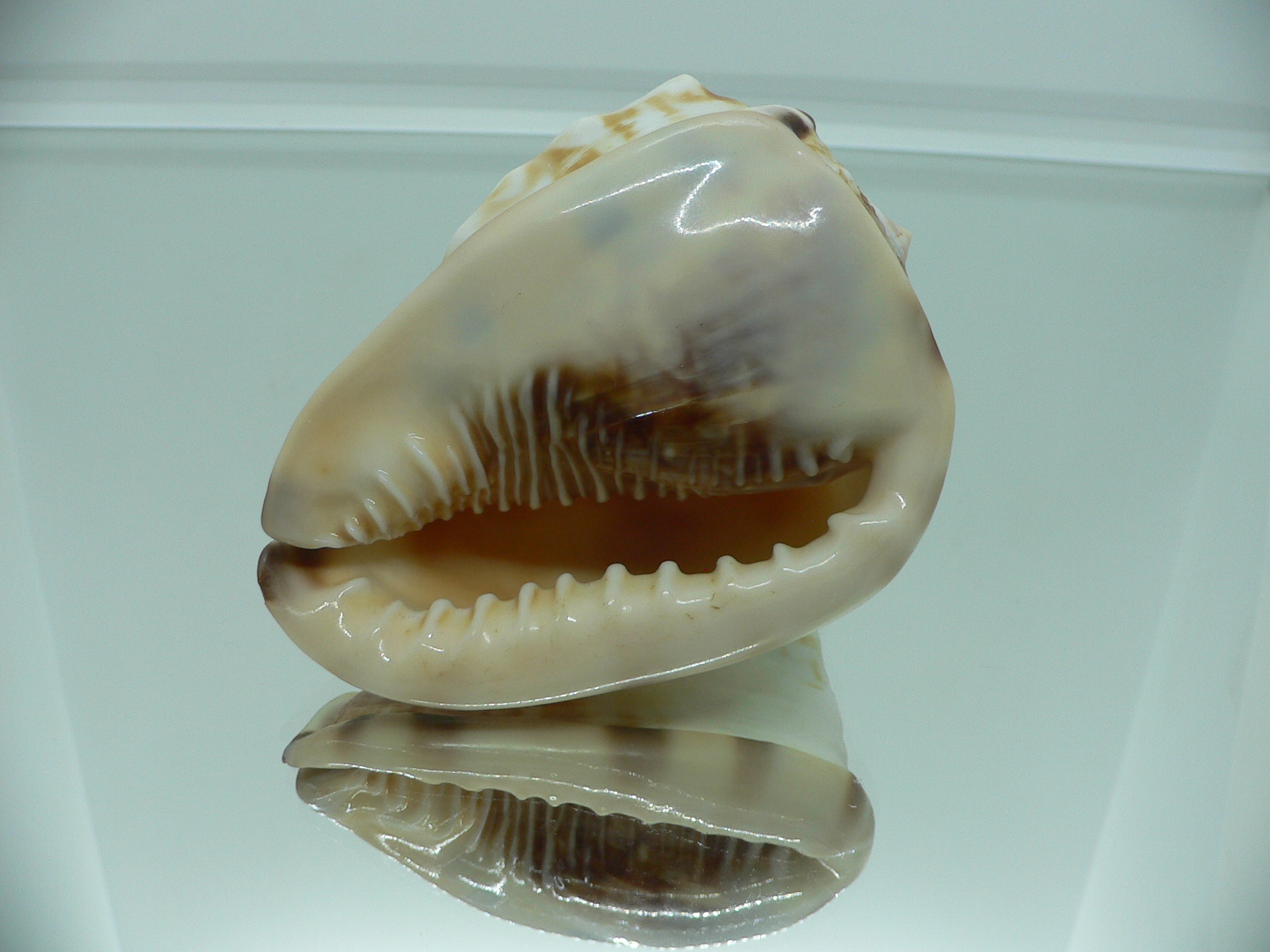 Cassis flammea VERY GOOD SIZE