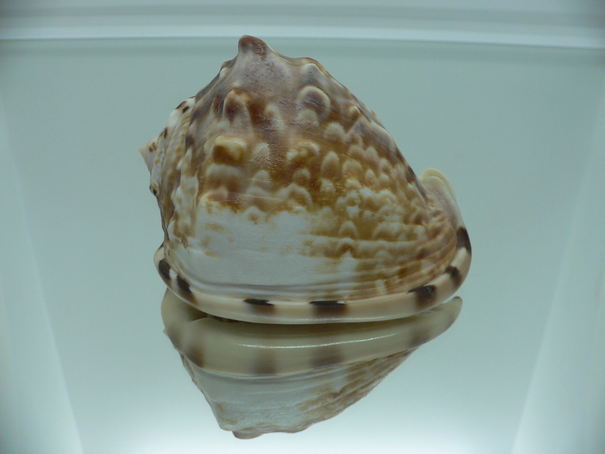 Cassis flammea VERY GOOD SIZE