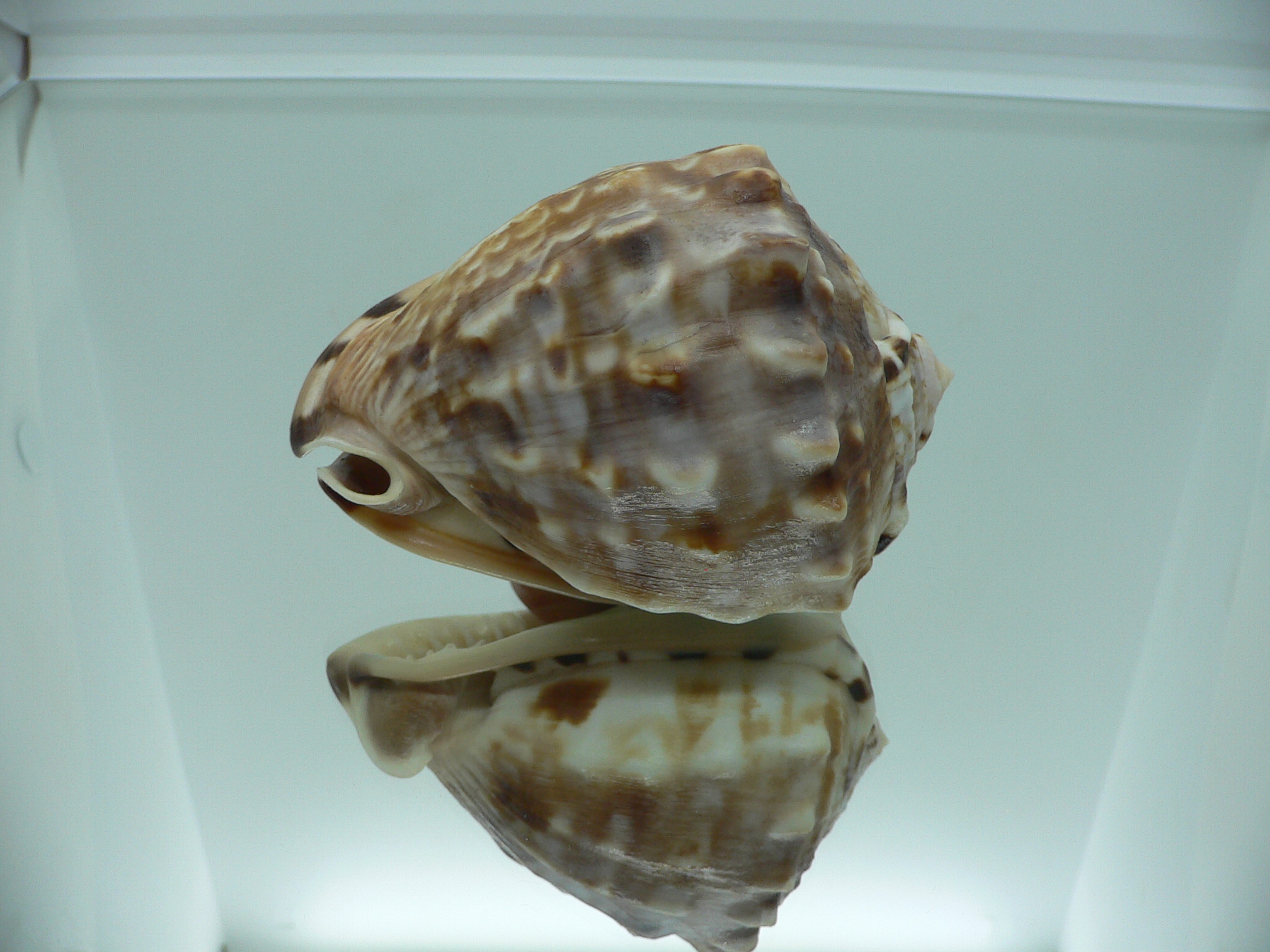 Cassis flammea VERY GOOD SIZE