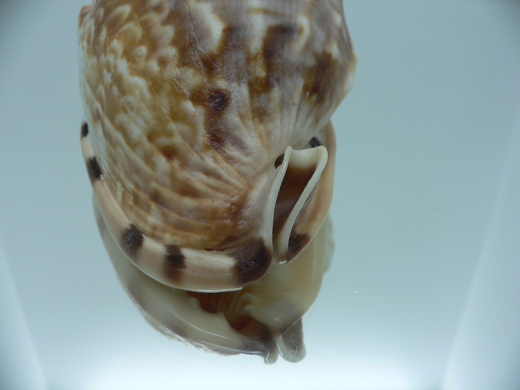 Cassis flammea VERY GOOD SIZE