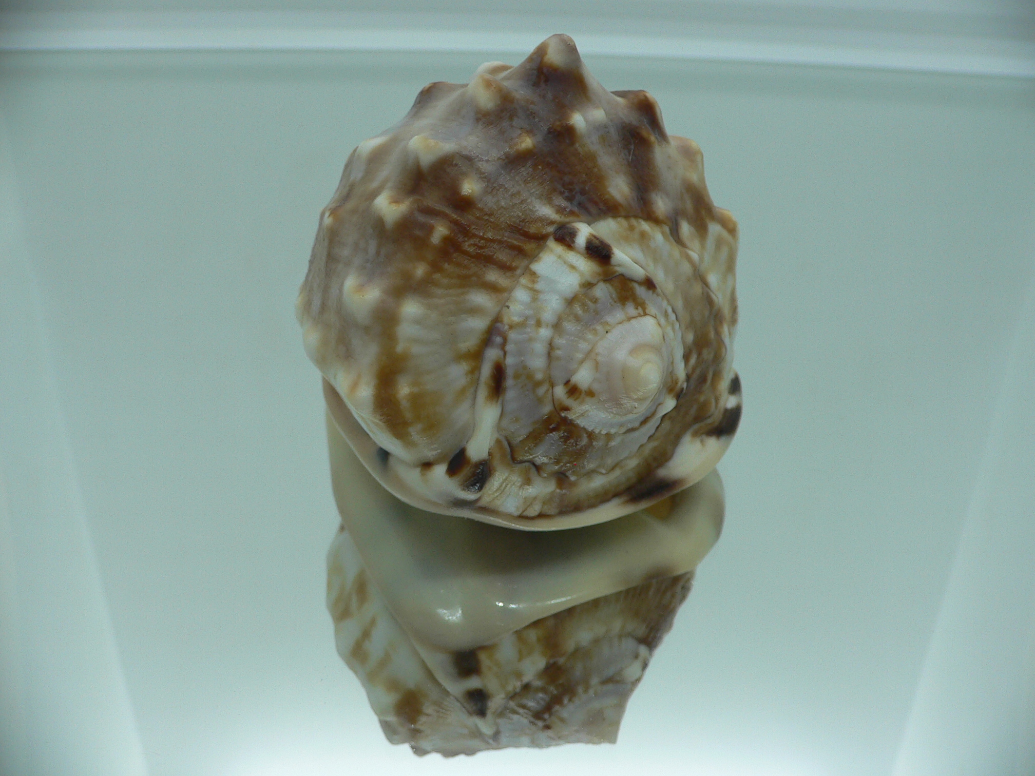 Cassis flammea VERY GOOD SIZE