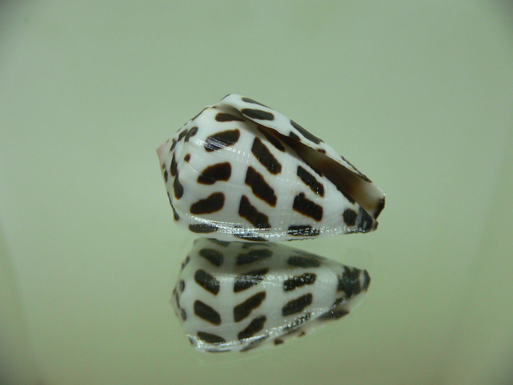 Conus ebraeus (judaeus)