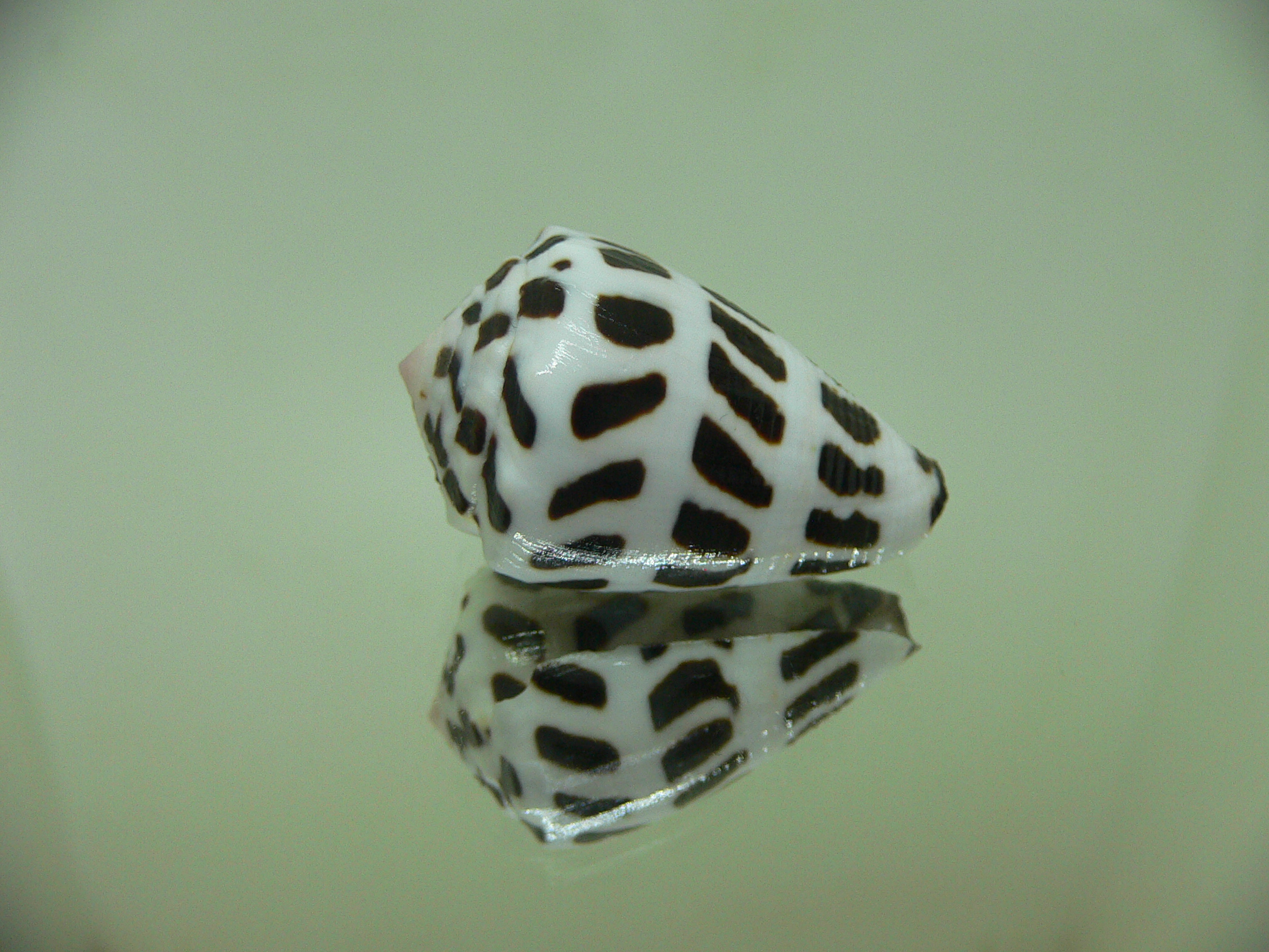 Conus ebraeus (judaeus)