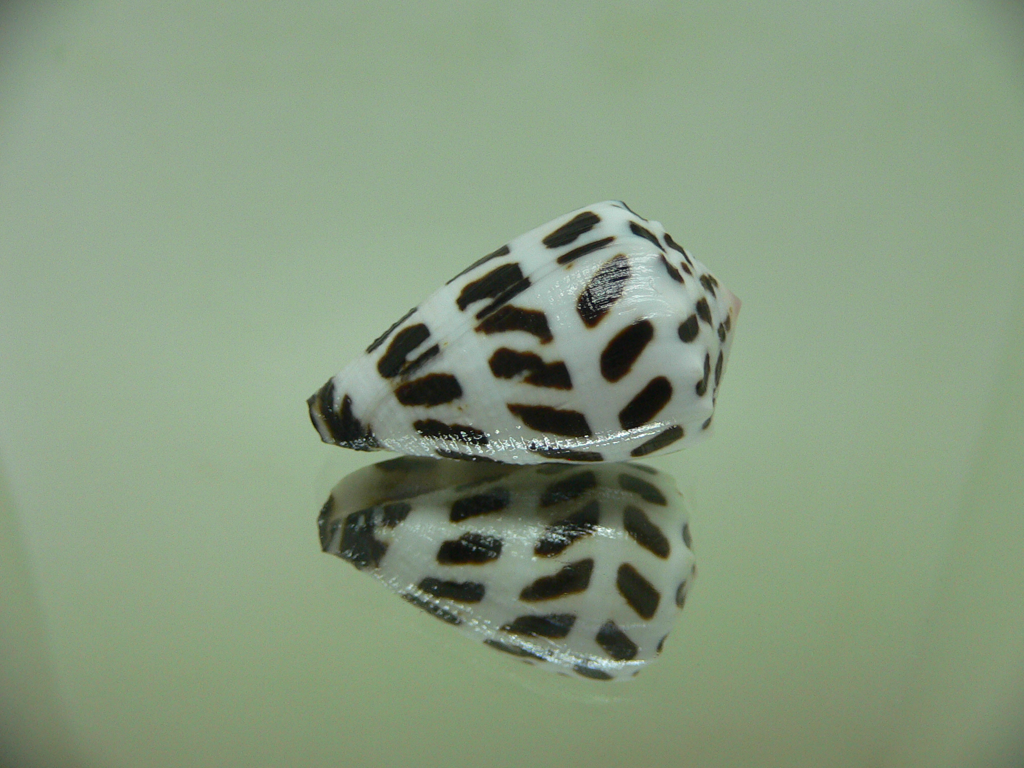 Conus ebraeus (judaeus)