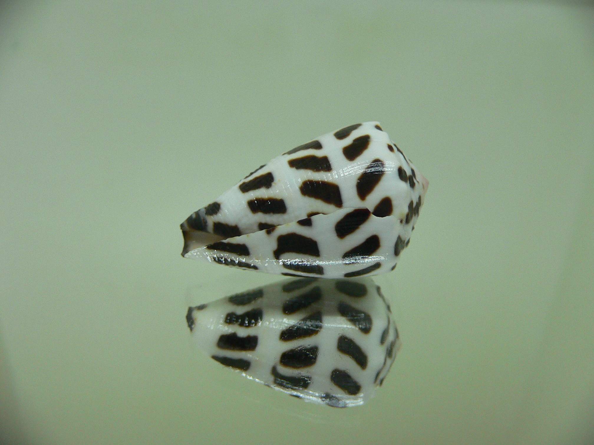 Conus ebraeus (judaeus)