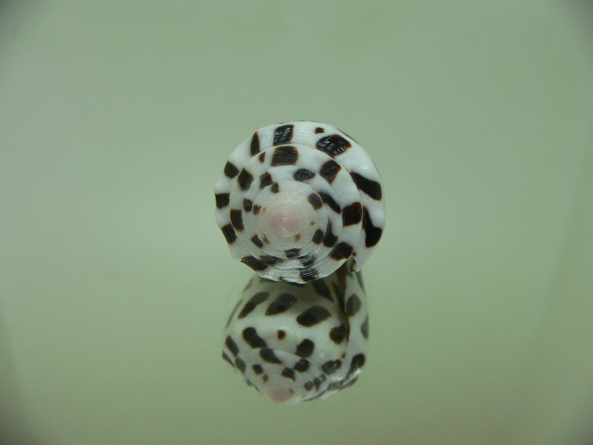 Conus ebraeus (judaeus)