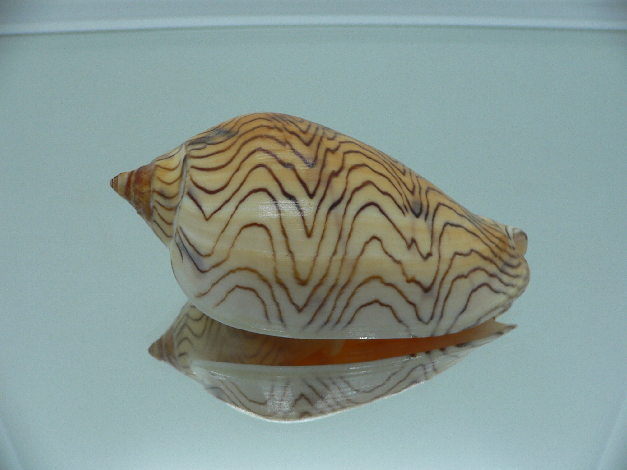 Amoria undulata