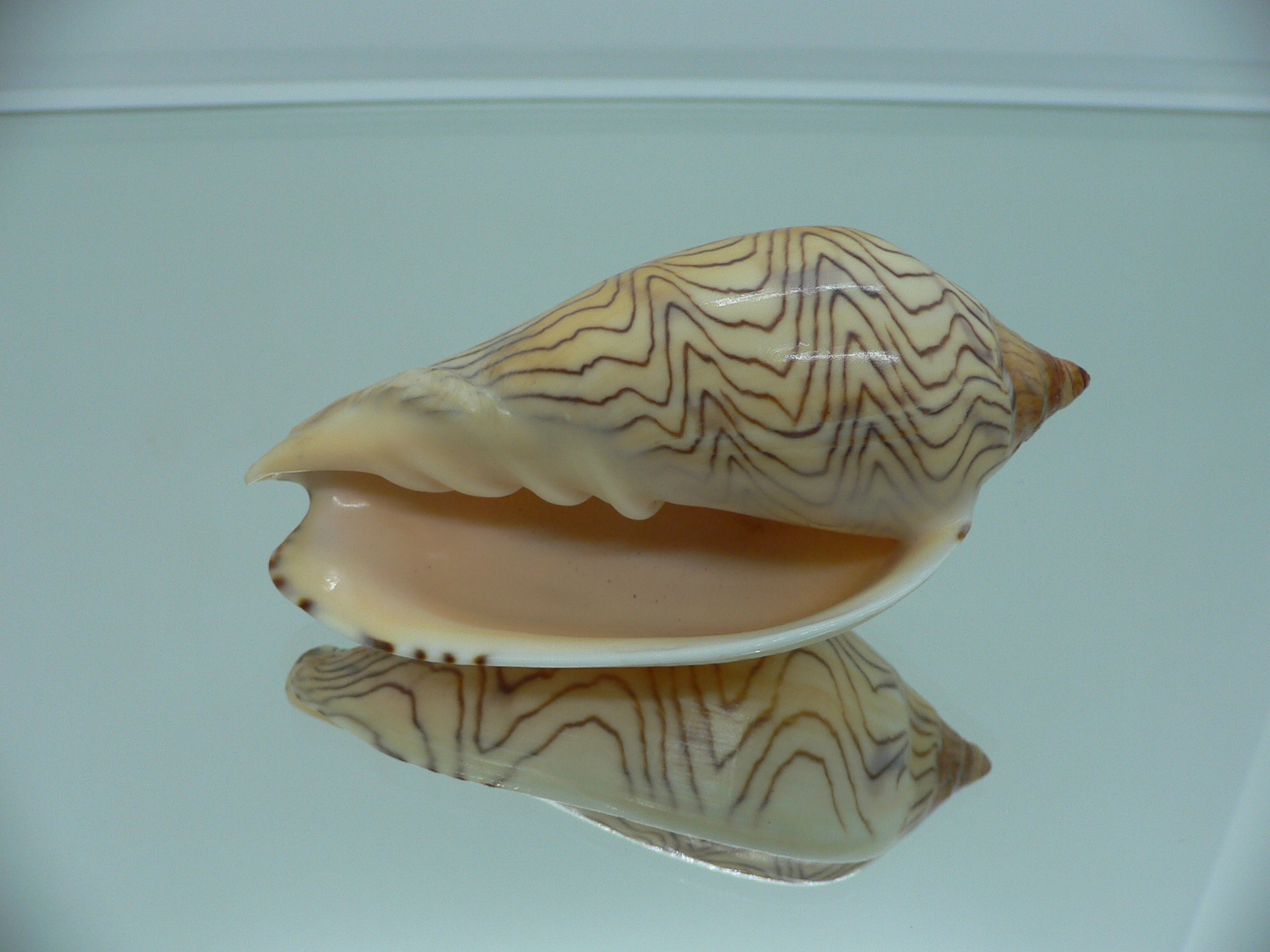 Amoria undulata