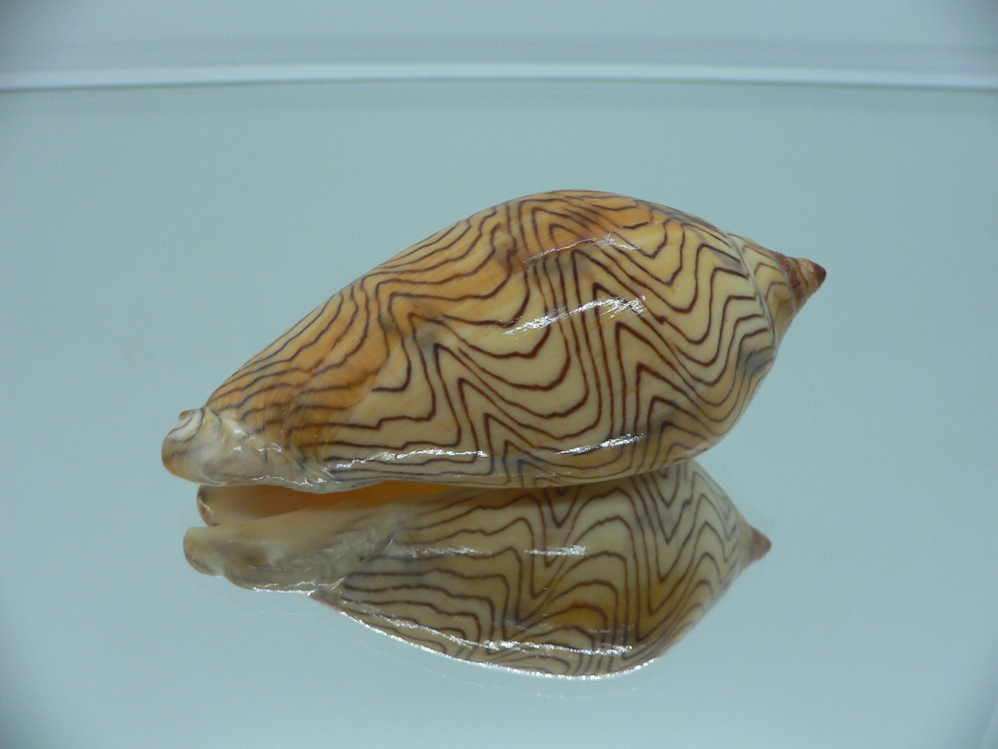 Amoria undulata