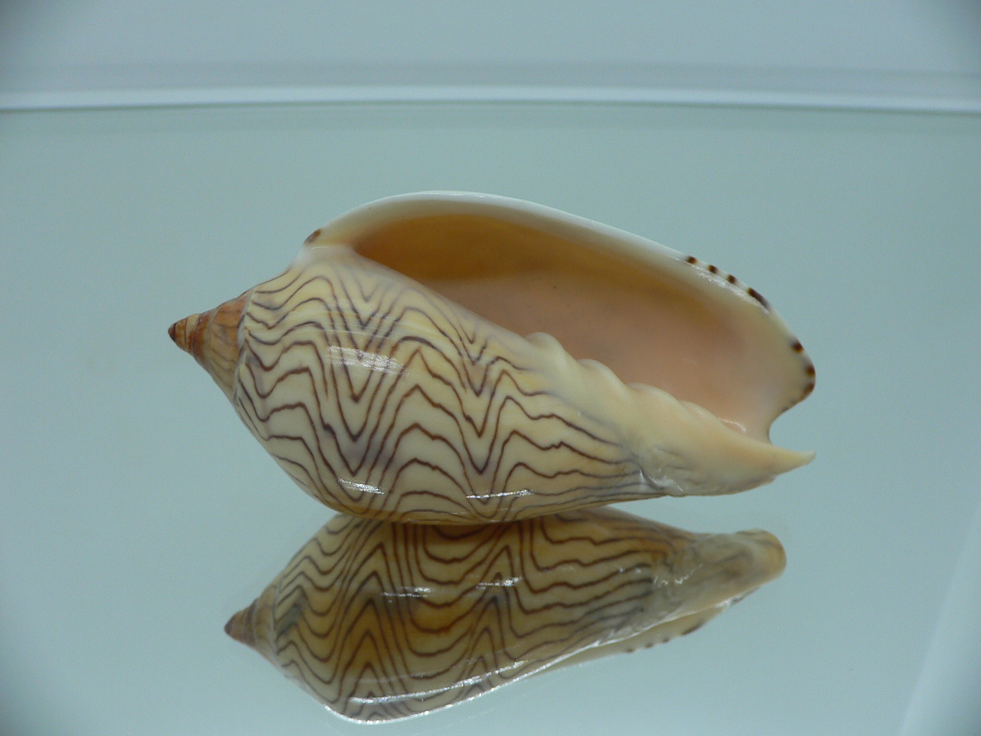 Amoria undulata
