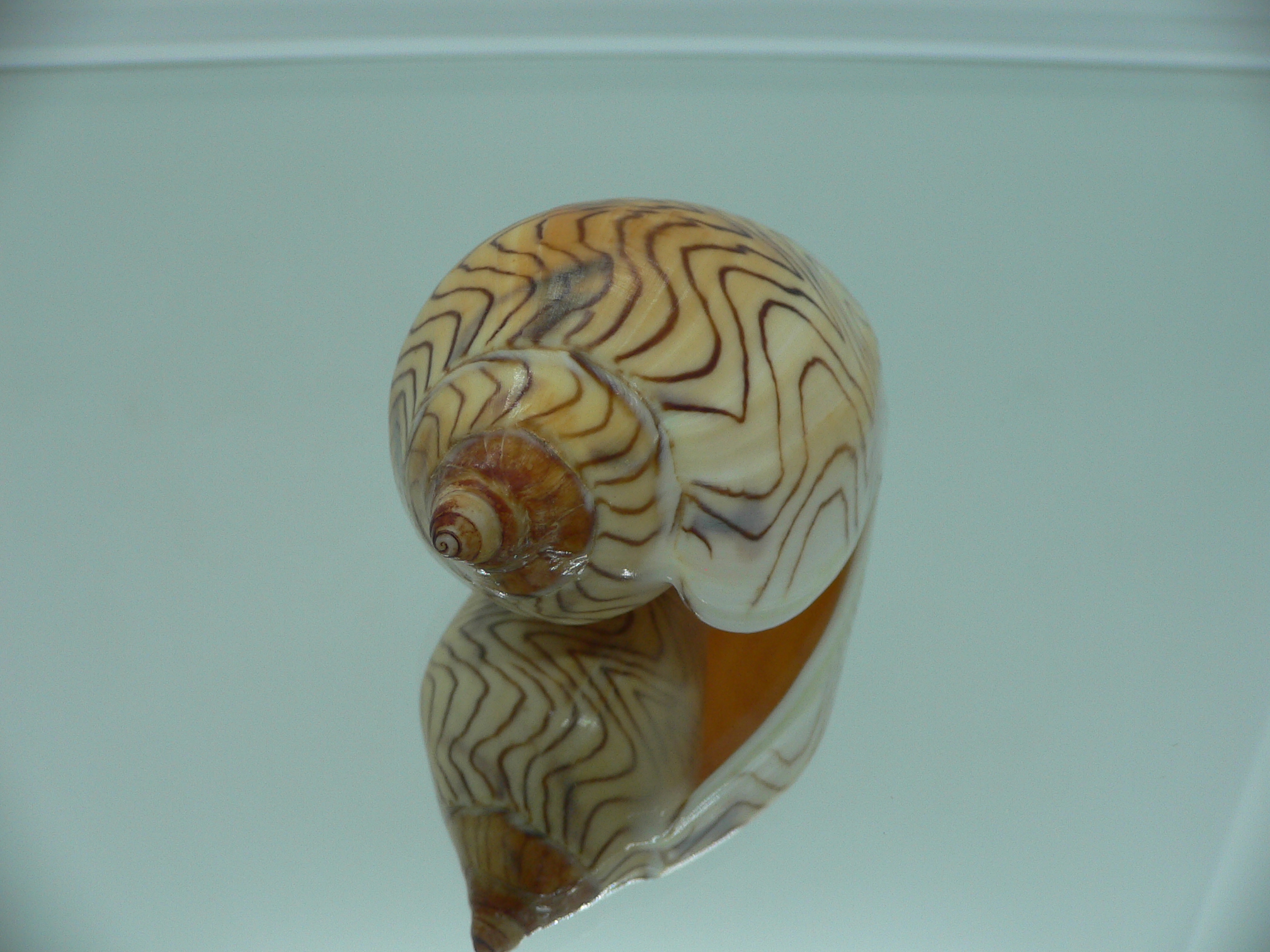 Amoria undulata