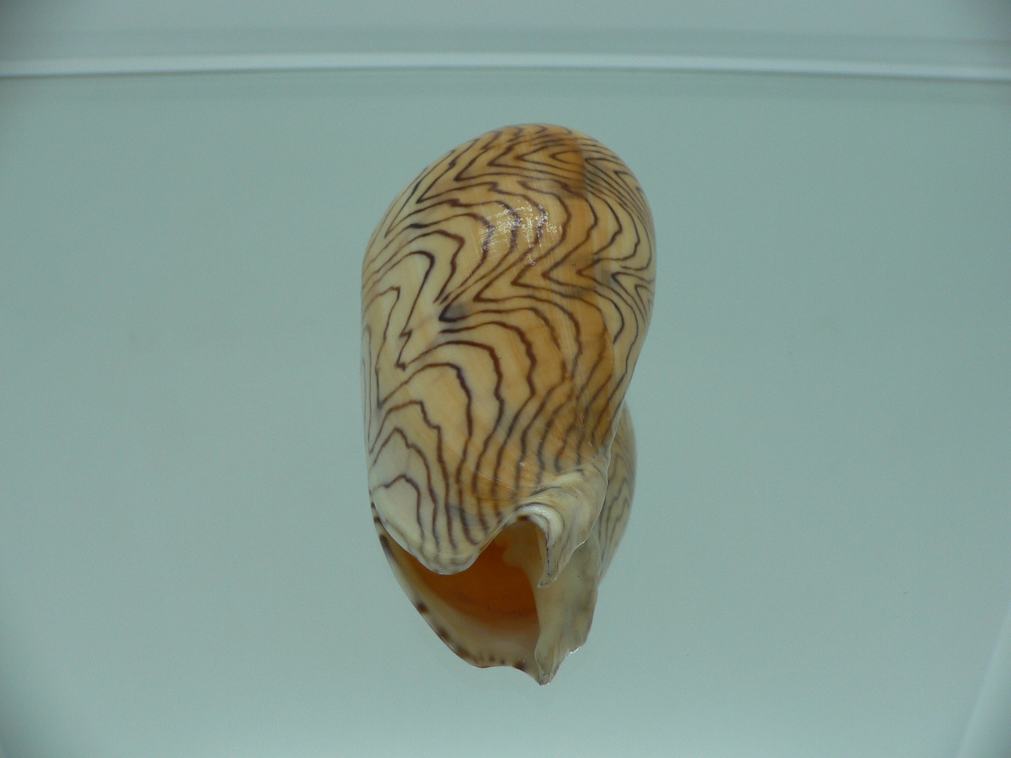 Amoria undulata