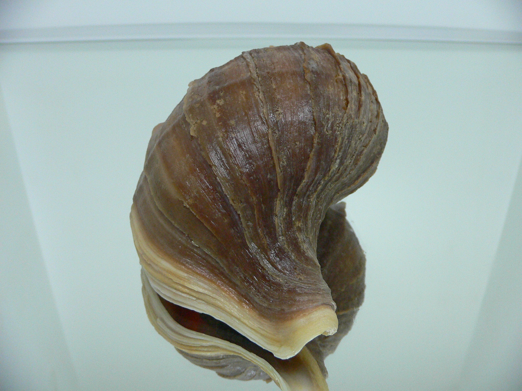 Neptunea polycostata polycostata LIGHT LIP