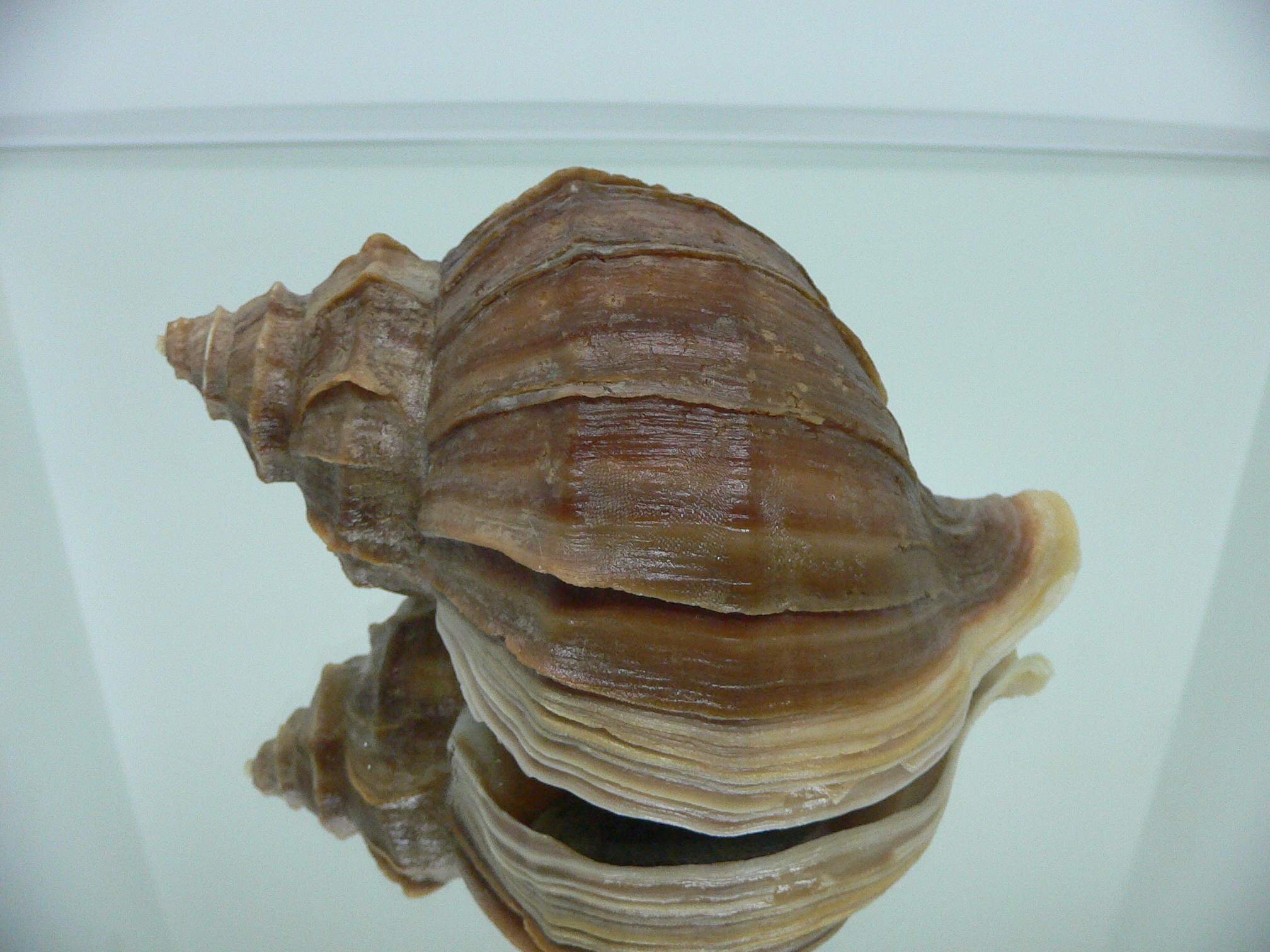 Neptunea polycostata polycostata LIGHT LIP