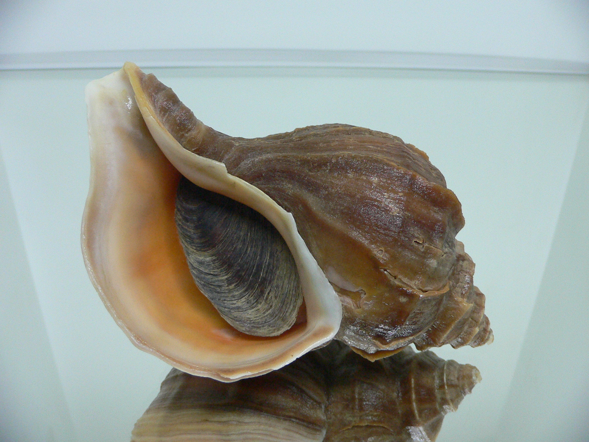 Neptunea polycostata polycostata LIGHT LIP