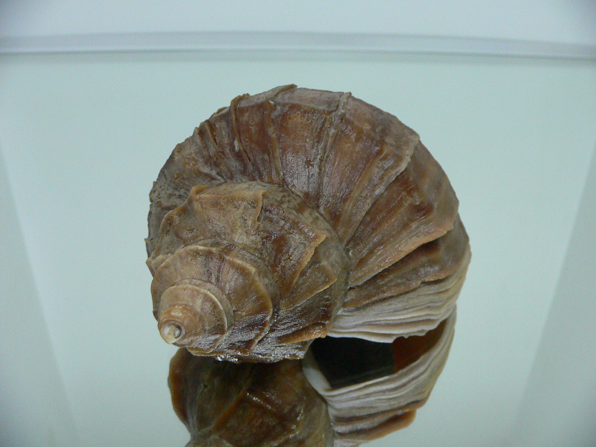 Neptunea polycostata polycostata LIGHT LIP