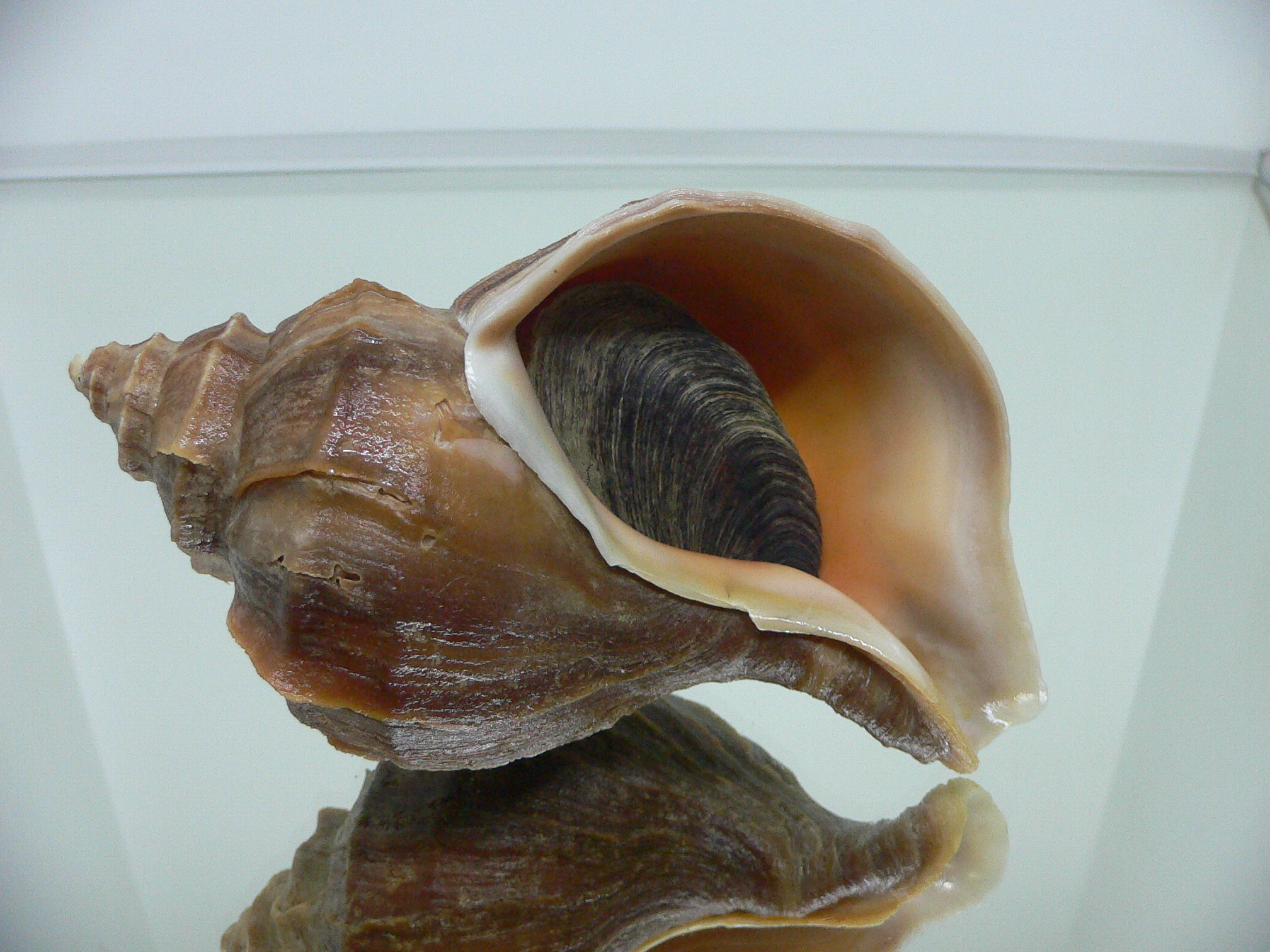 Neptunea polycostata polycostata LIGHT LIP